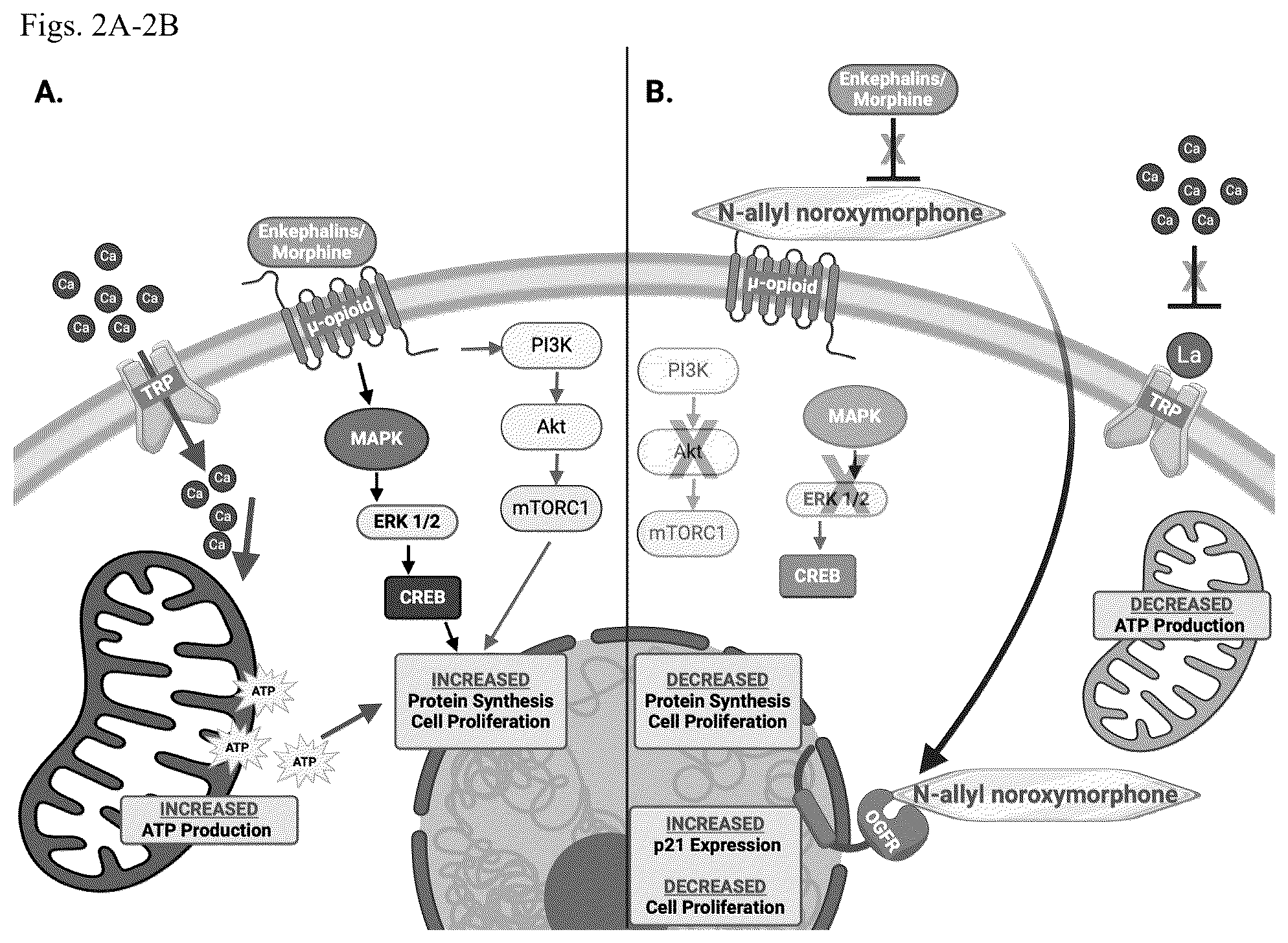 Patent US12403118 Figure 2 – Cancer treatments using modified fatty acids and the carriers to administer them