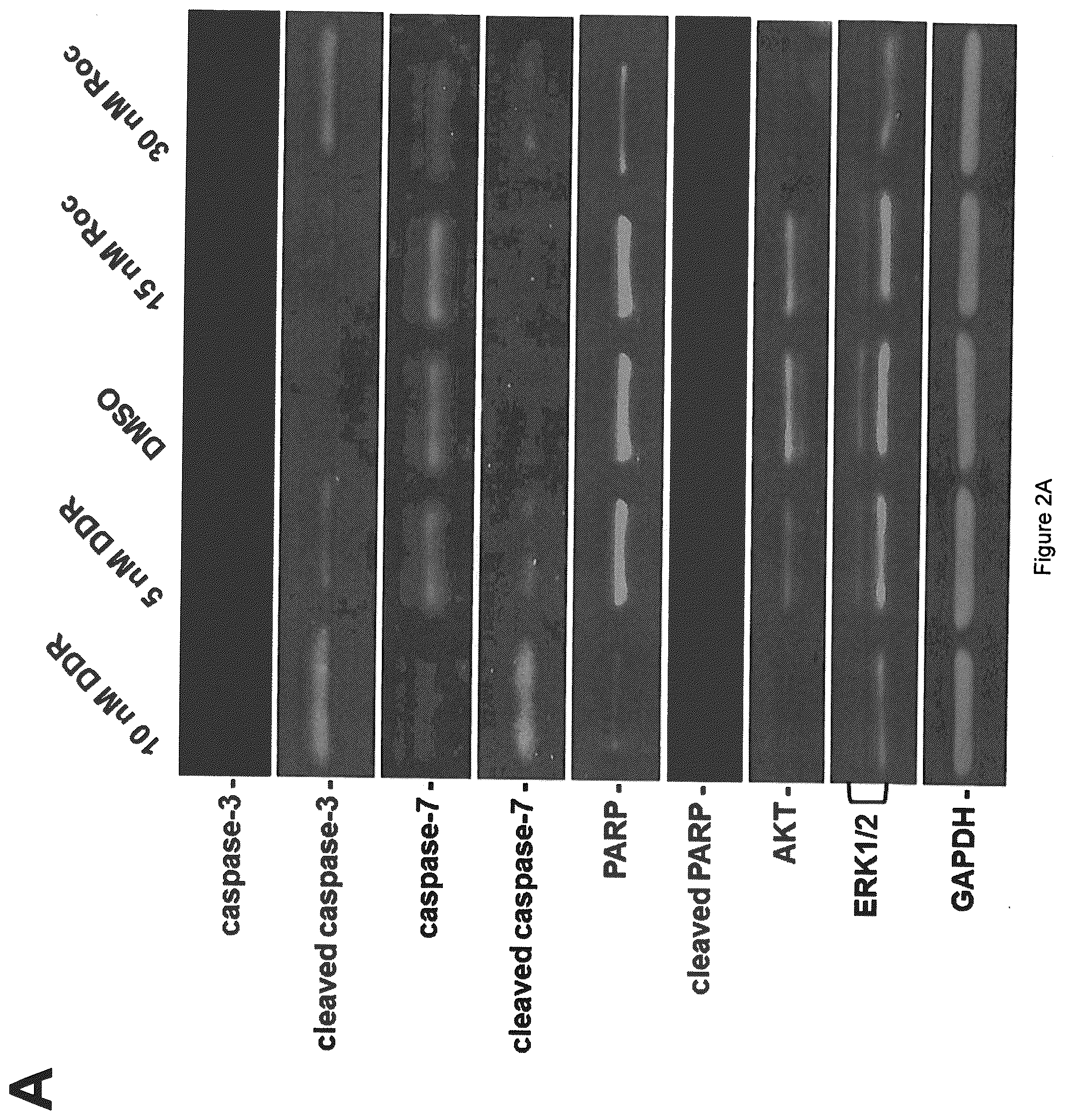Patent US12403121 Figure 2 – Anticancer rocaglamide derivatives
