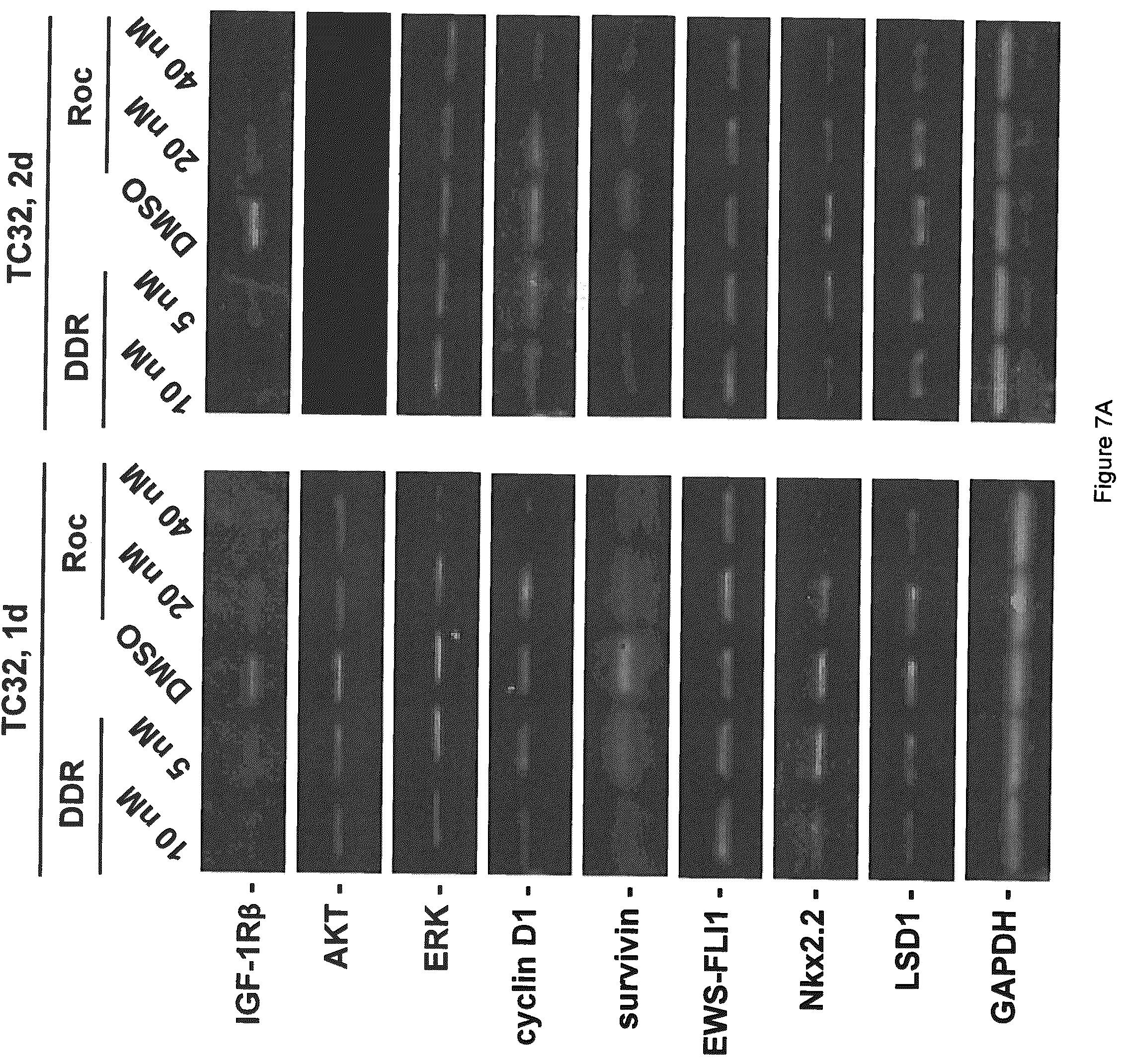 Patent US12403121 Figure 10 – Anticancer rocaglamide derivatives