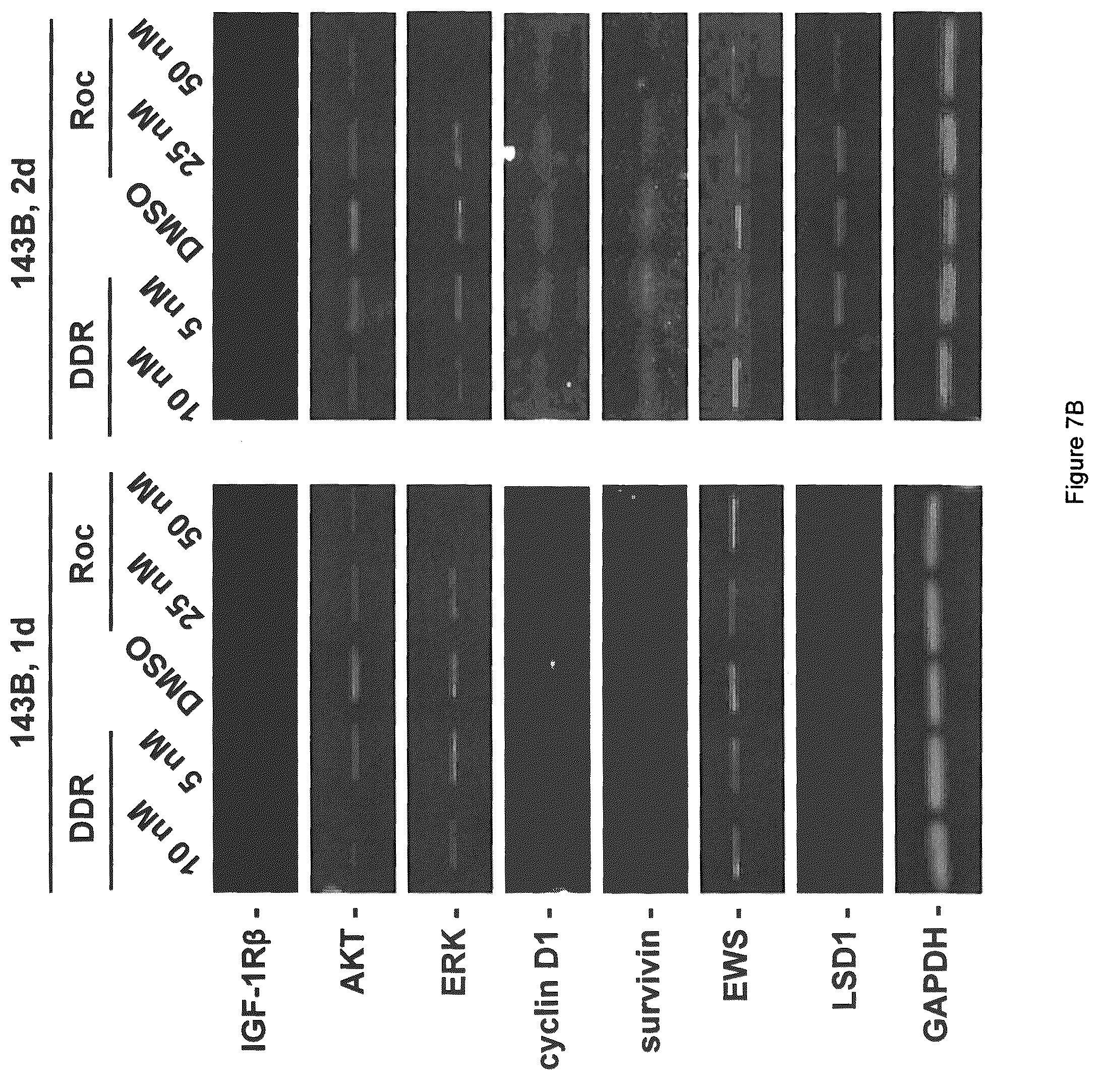 Patent US12403121 Figure 11 – Anticancer rocaglamide derivatives