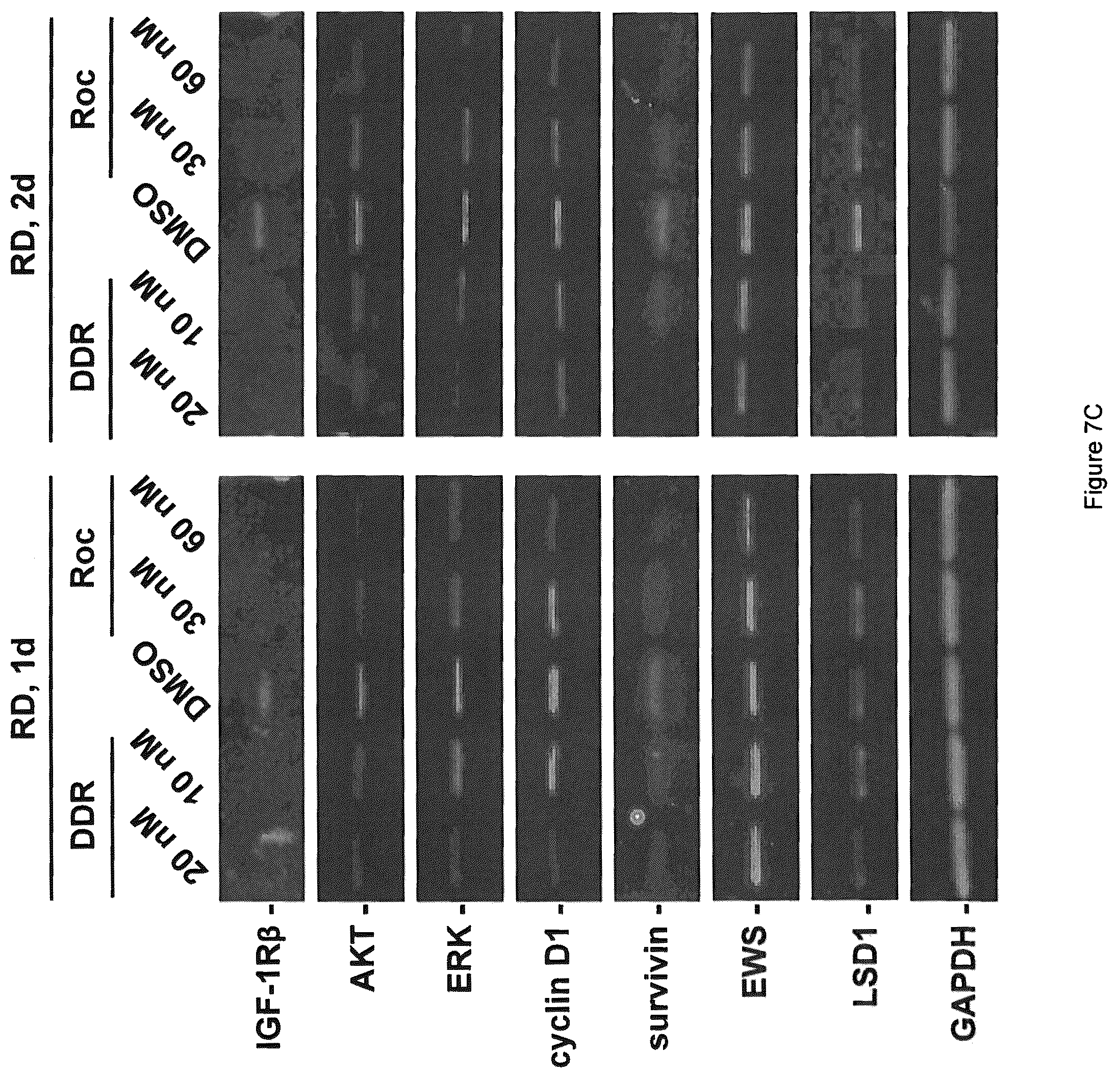 Patent US12403121 Figure 12 – Anticancer rocaglamide derivatives