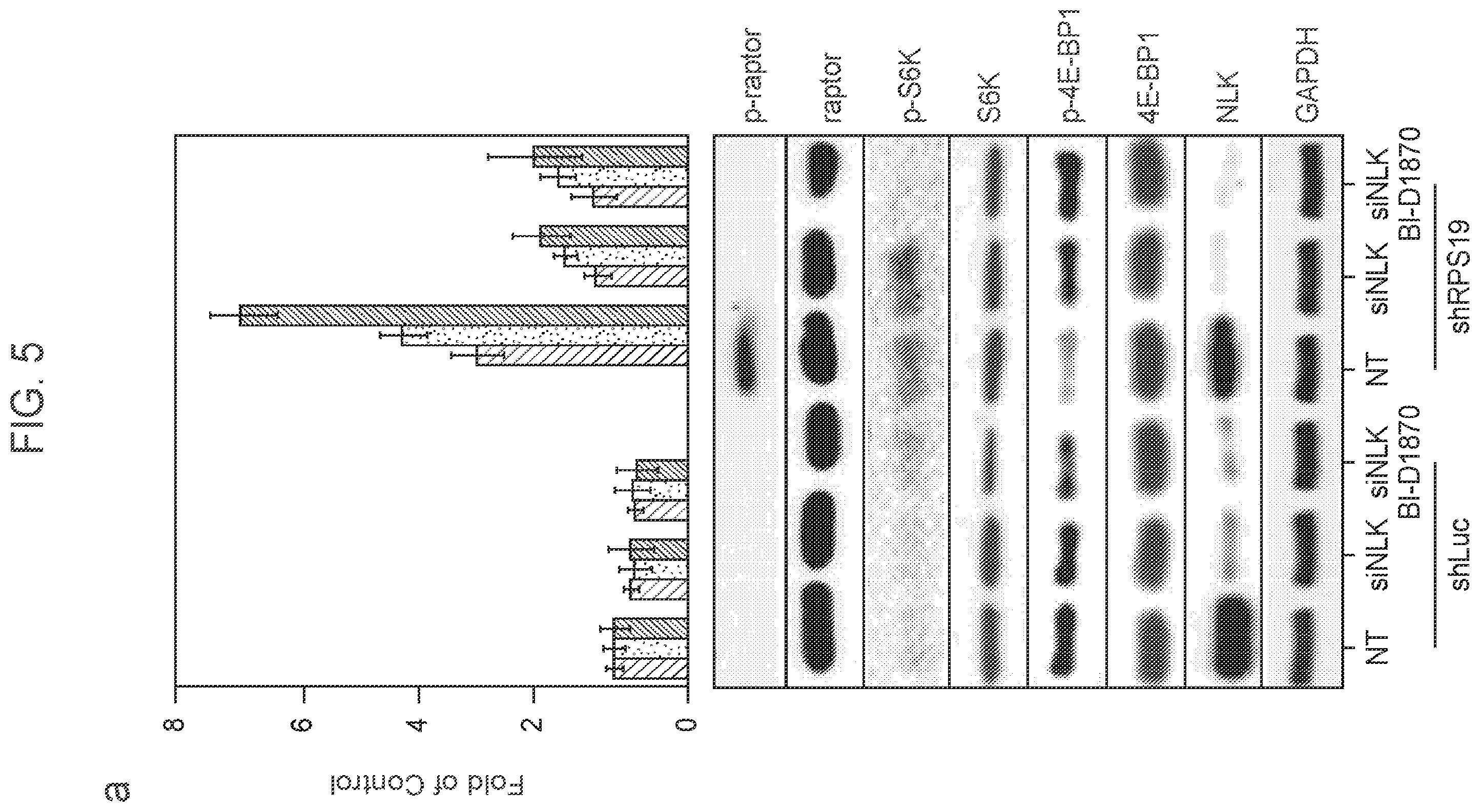 Patent US12403132 Figure 14 – Methods of treating bone marrow failure syndromes and compositions for use in the same