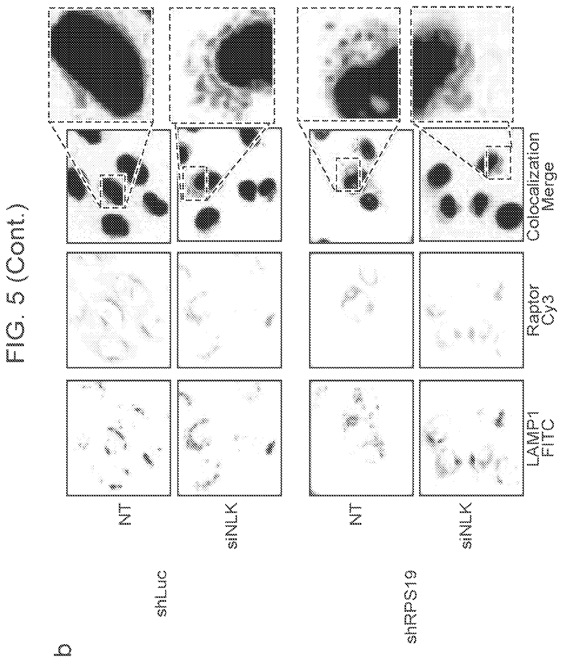 Patent US12403132 Figure 15 – Methods of treating bone marrow failure syndromes and compositions for use in the same