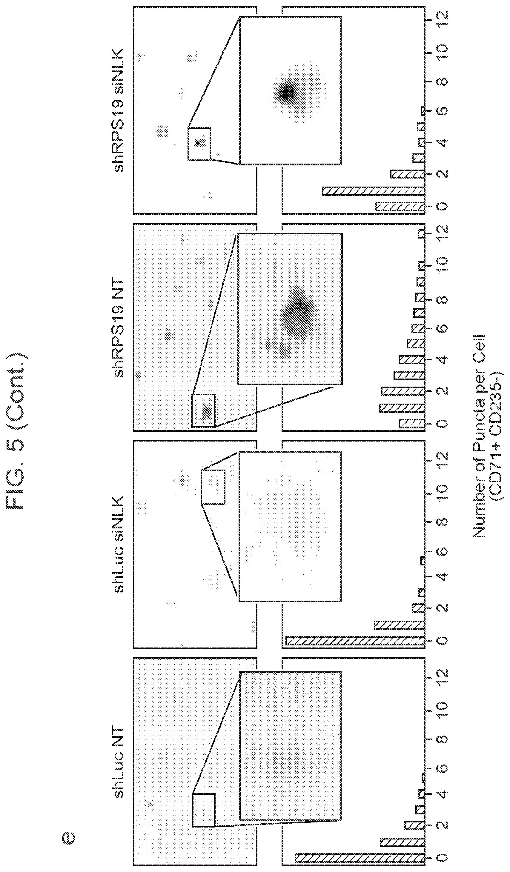 Patent US12403132 Figure 17 – Methods of treating bone marrow failure syndromes and compositions for use in the same