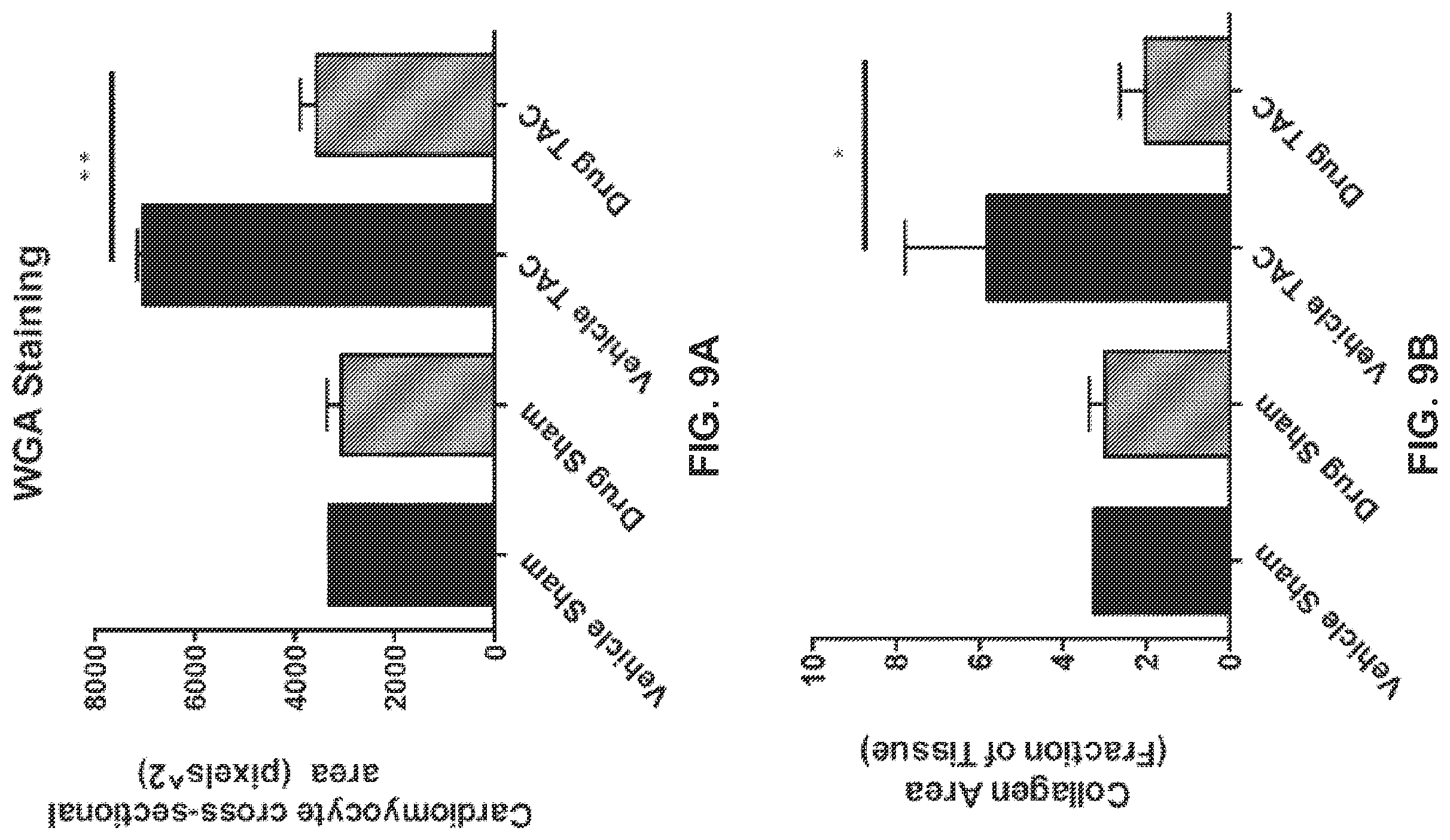 Patent US12403139 Figure 11 – Methods and compositions for prevention and treatment of cardiac hypertrophy