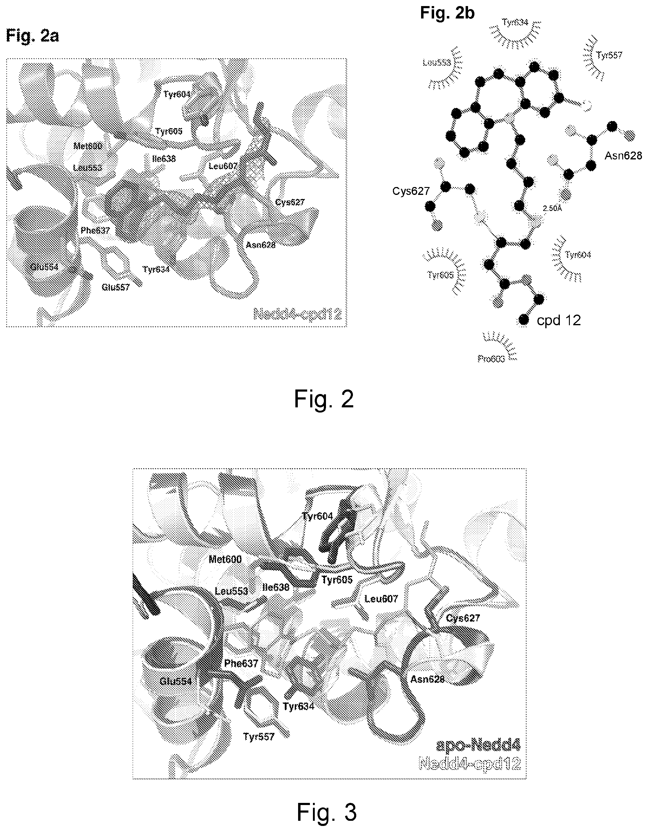 Patent US12403144 Figure 2 – HECT E3 ligase inhibitors and uses thereof