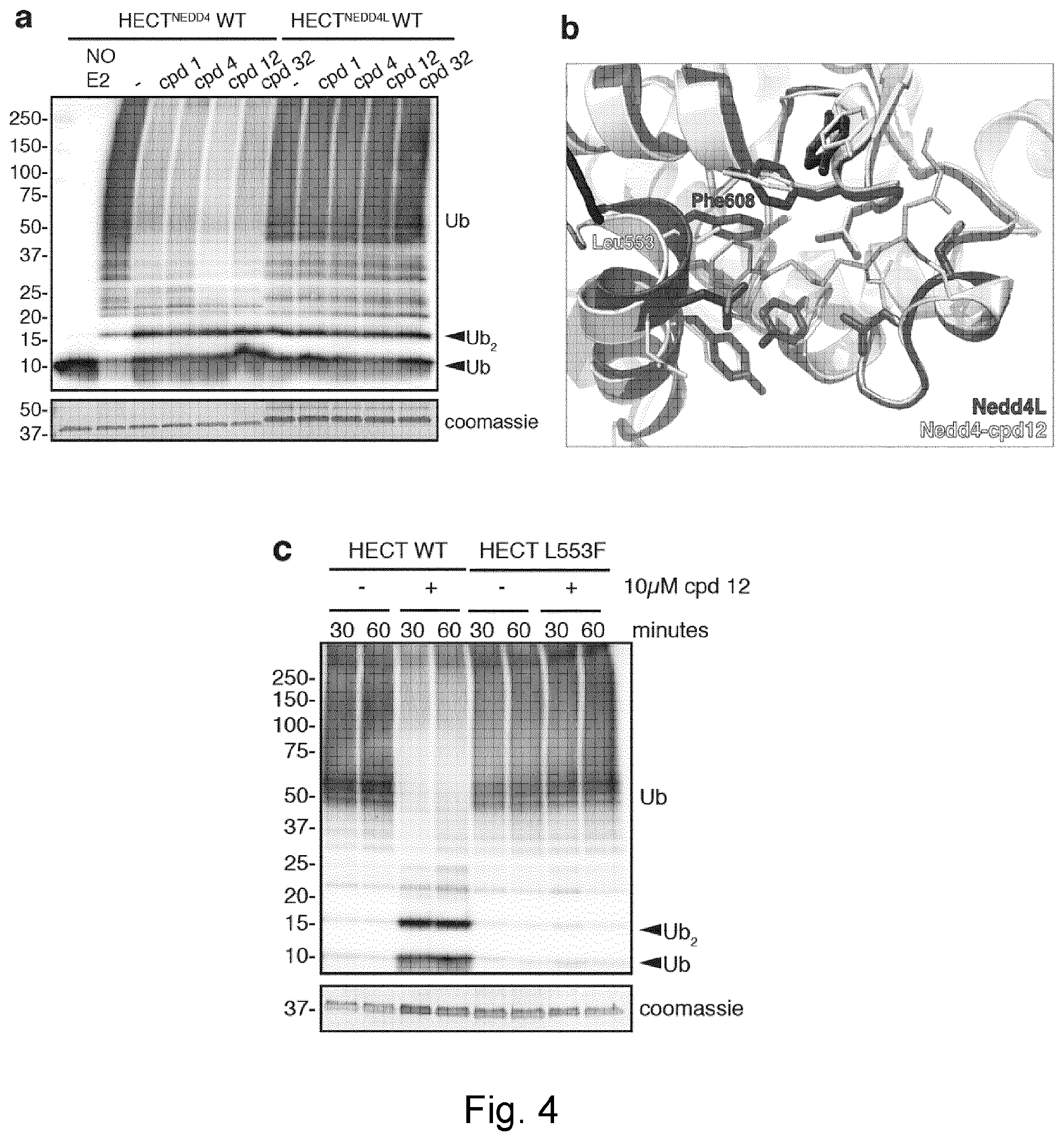 Patent US12403144 Figure 3 – HECT E3 ligase inhibitors and uses thereof
