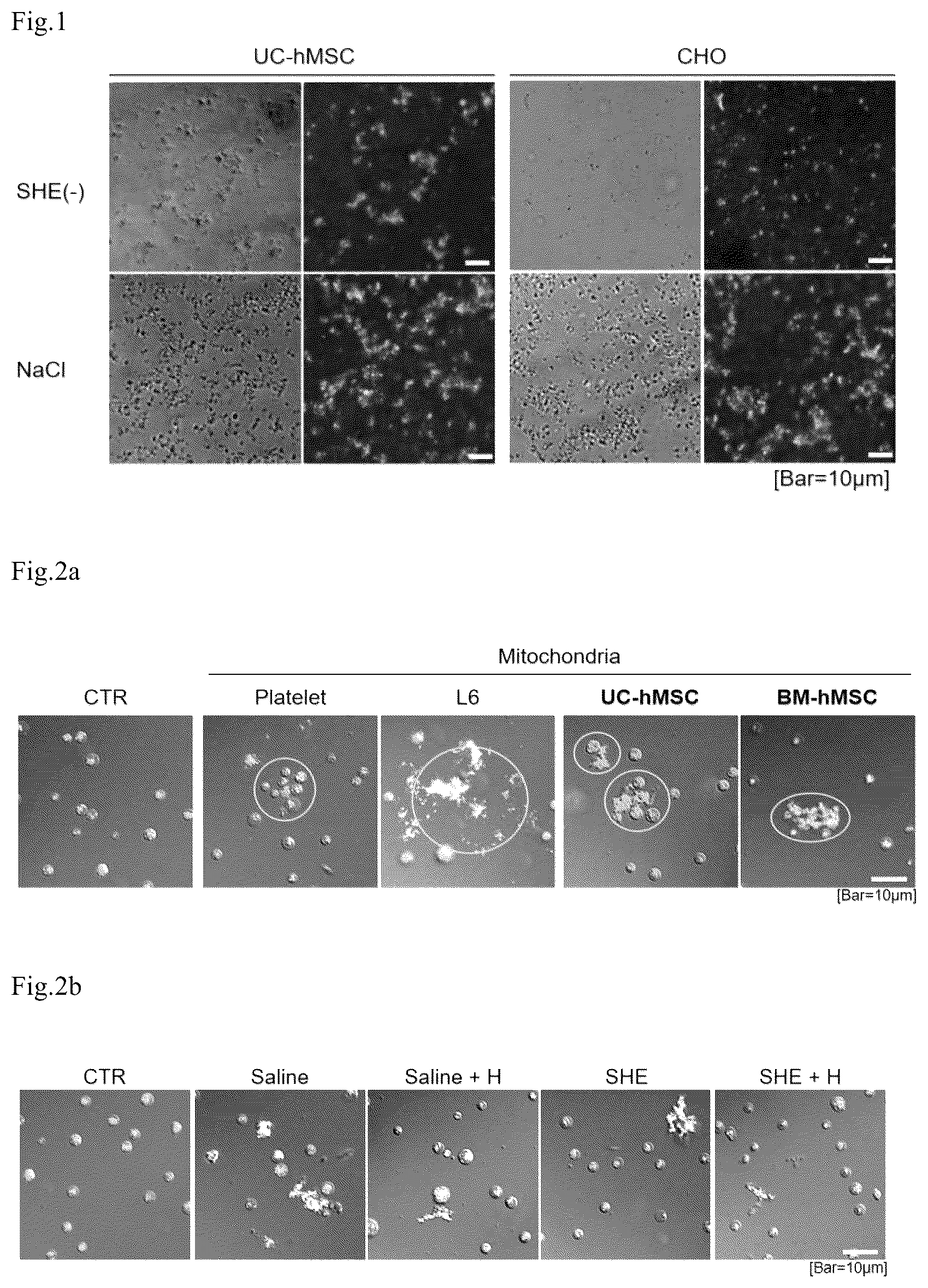 Patent US12403160 Figure 1 – Injection composition containing isolated mitochondria, and use thereof