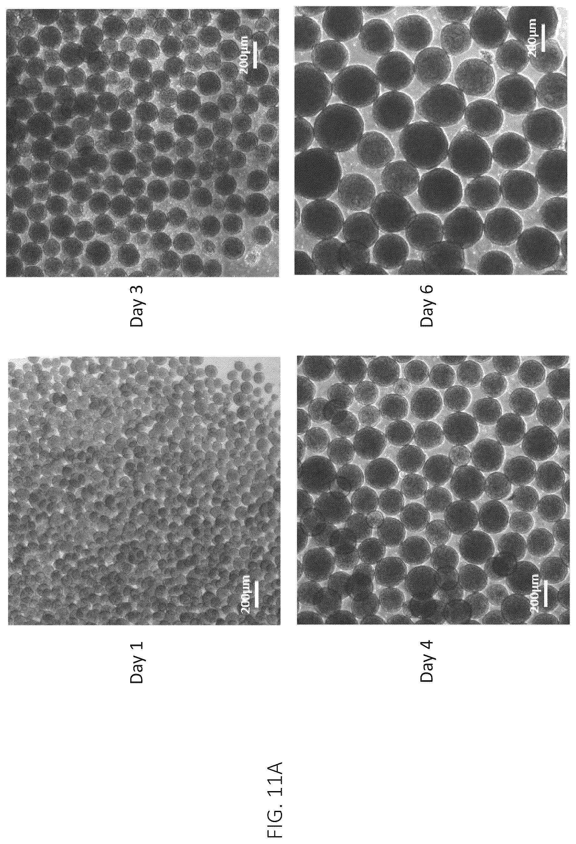 Patent US12403161 Figure 16 – Compositions for drug delivery and methods of use thereof