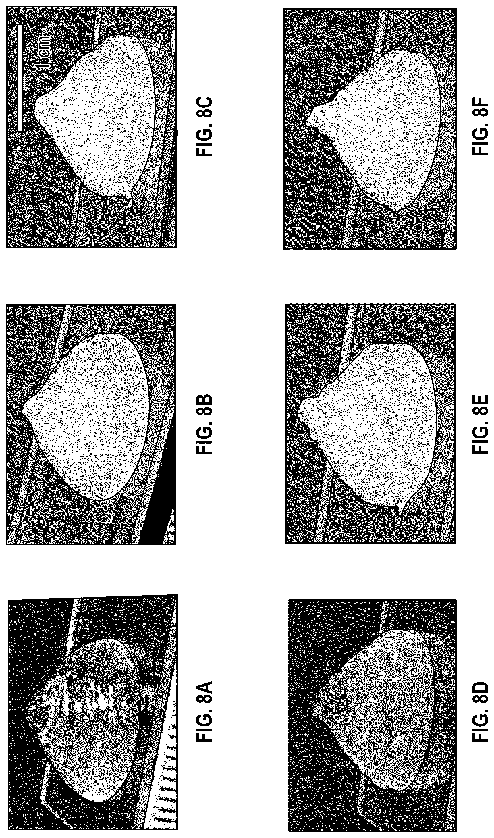 Patent US12403163 Figure 15 – 3D printed, freeze-dried hydrogels and methods of making and using the same
