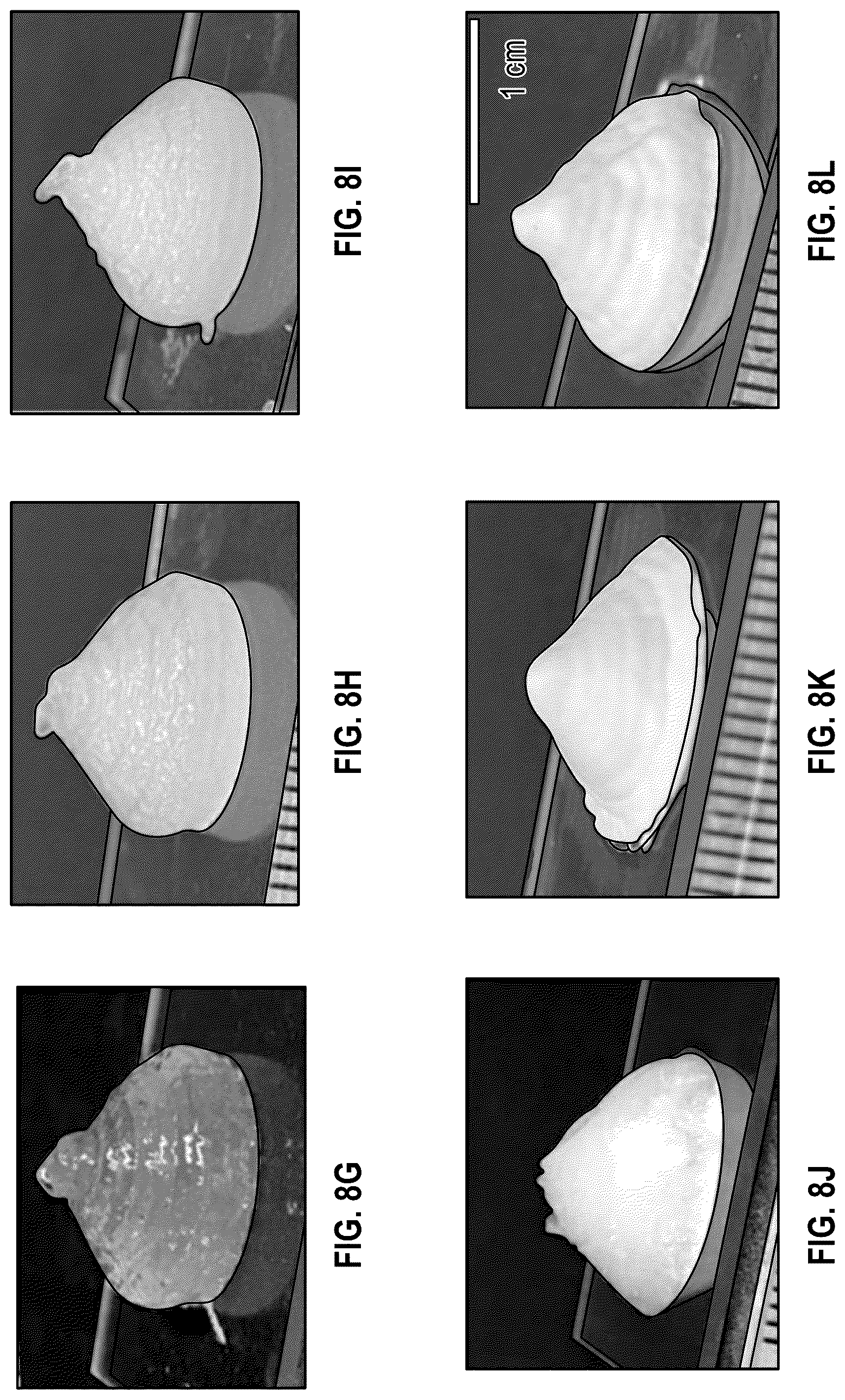 Patent US12403163 Figure 16 – 3D printed, freeze-dried hydrogels and methods of making and using the same