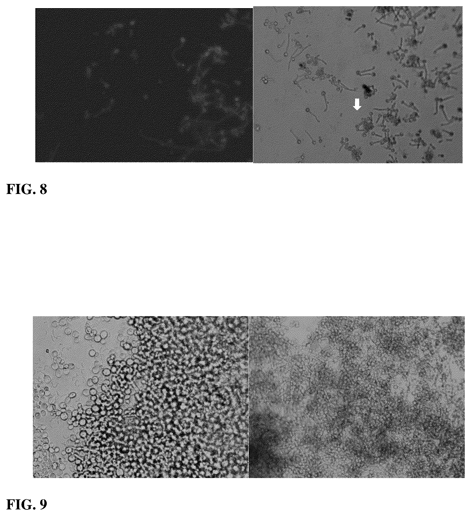 Patent US12403169 Figure 5 – Compositions and methods related to Rhamnus prinoides (gesho) extract for the inhibition of polymicrobial biofilm formation