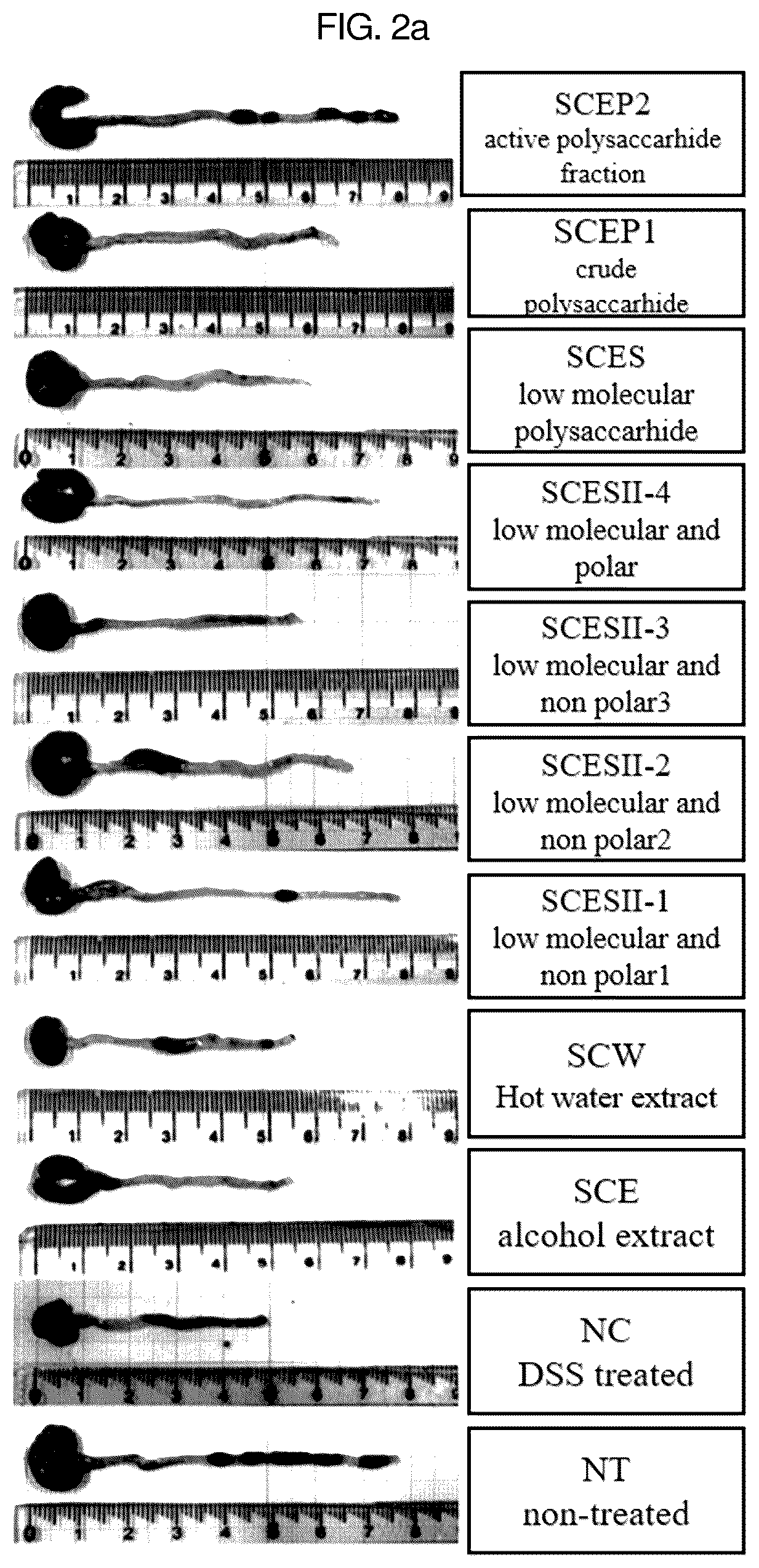 Patent US12403170 Figure 2 – Pharmaceutical composition containing Saururus chinensis fraction, and preparation method thereof