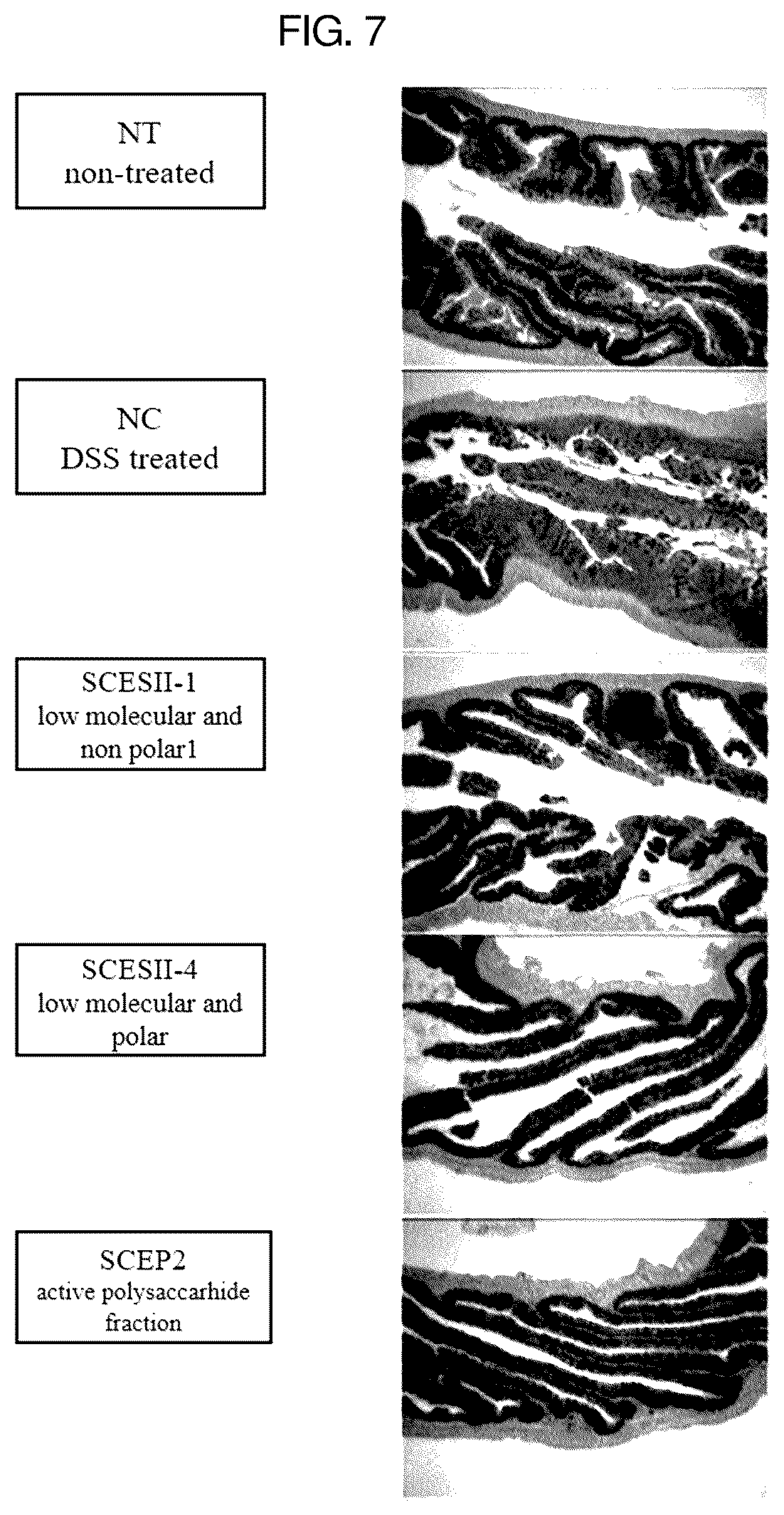 Patent US12403170 Figure 8 – Pharmaceutical composition containing Saururus chinensis fraction, and preparation method thereof