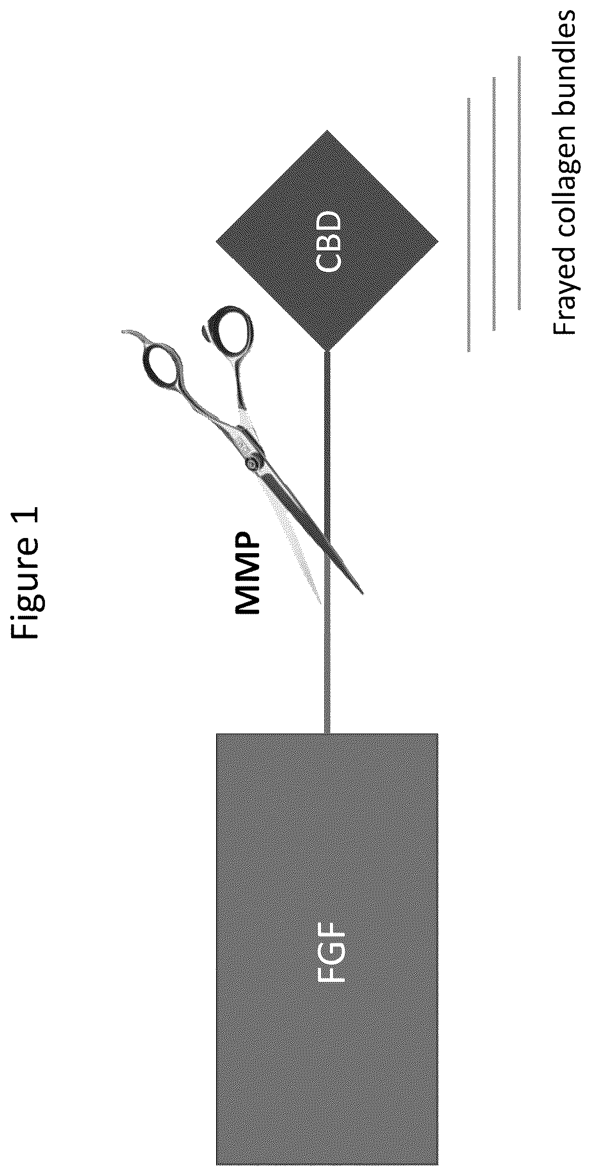 Patent US12403179 Figure 1 – Release of growth factors at wound healing stages