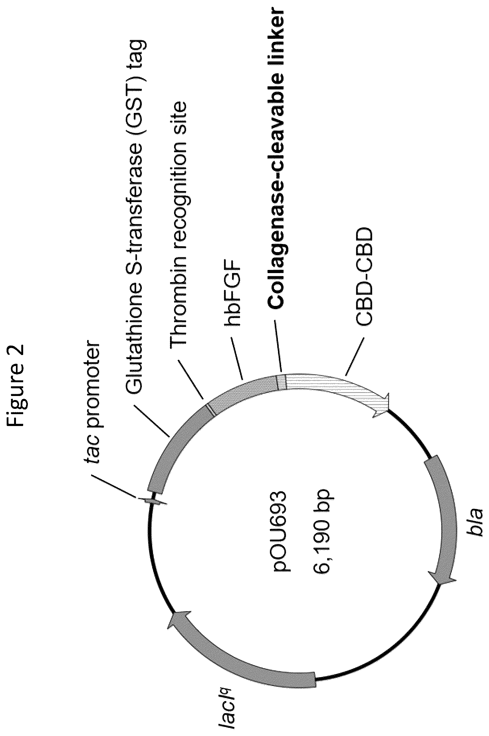 Patent US12403179 Figure 2 – Release of growth factors at wound healing stages