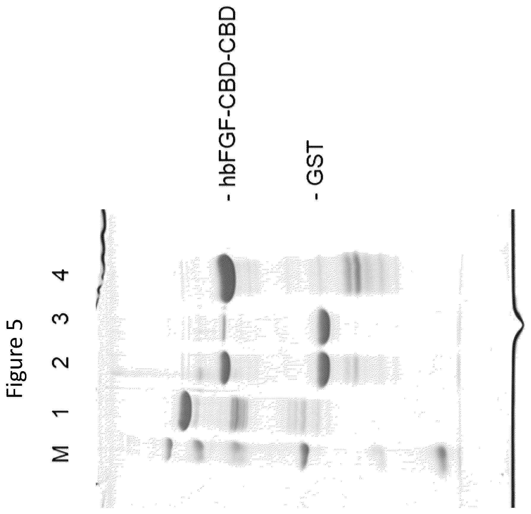 Patent US12403179 Figure 5 – Release of growth factors at wound healing stages