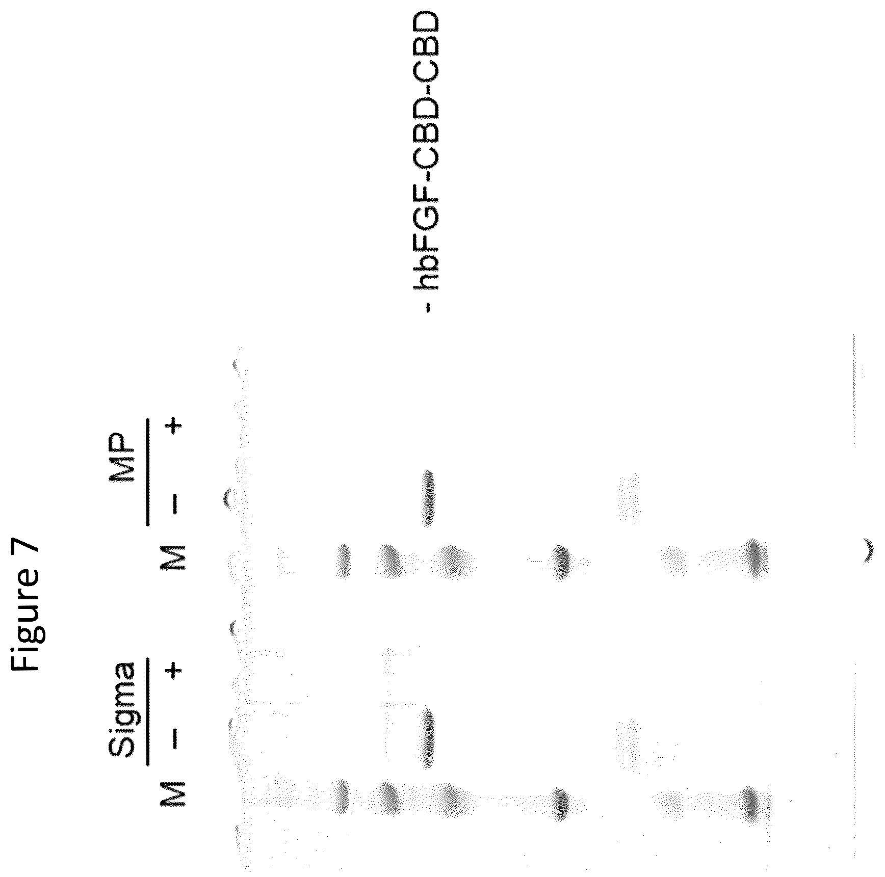 Patent US12403179 Figure 7 – Release of growth factors at wound healing stages