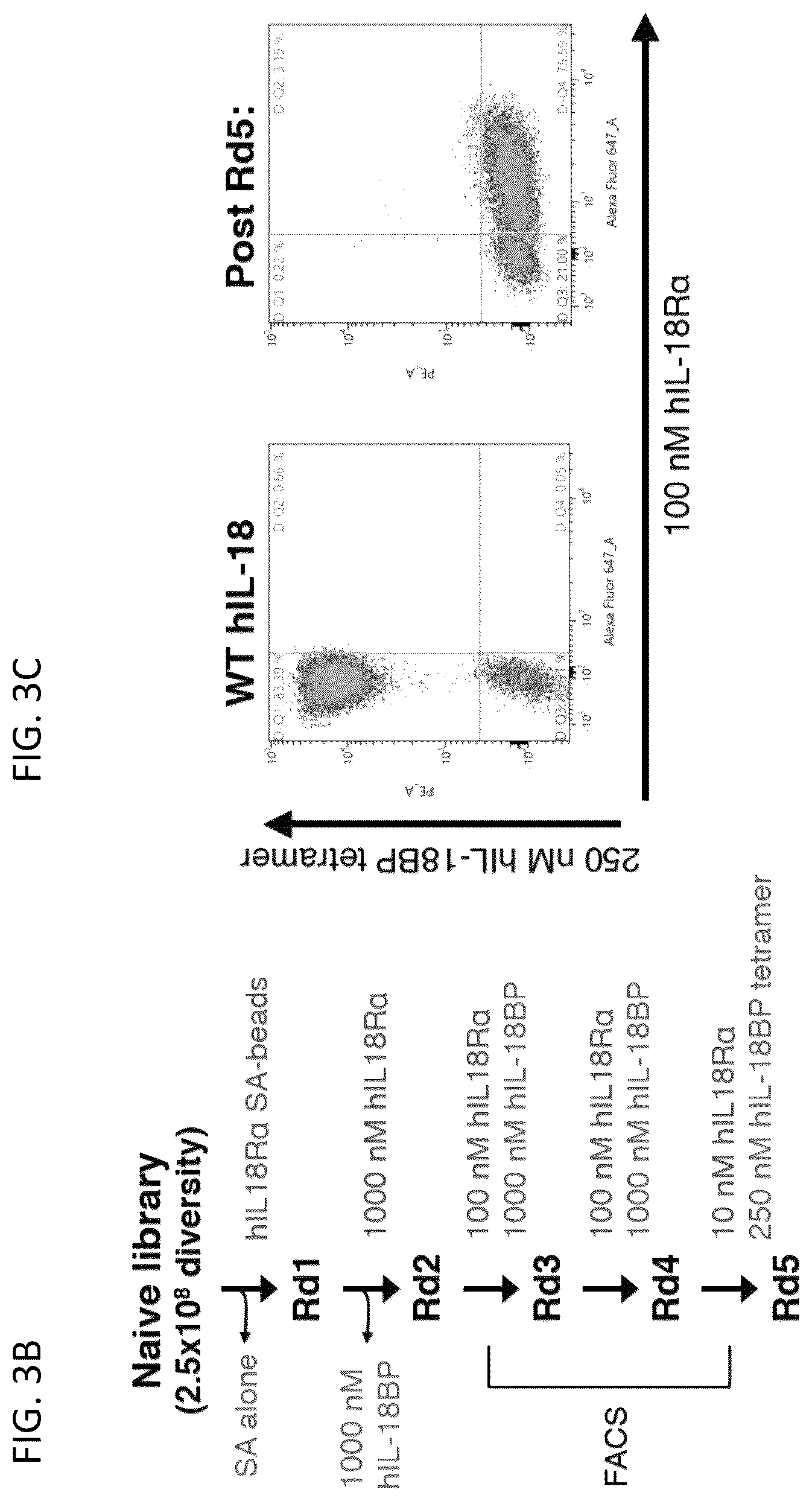 Patent US12403180 Figure 5 – Interleukin-18 variants and methods of use
