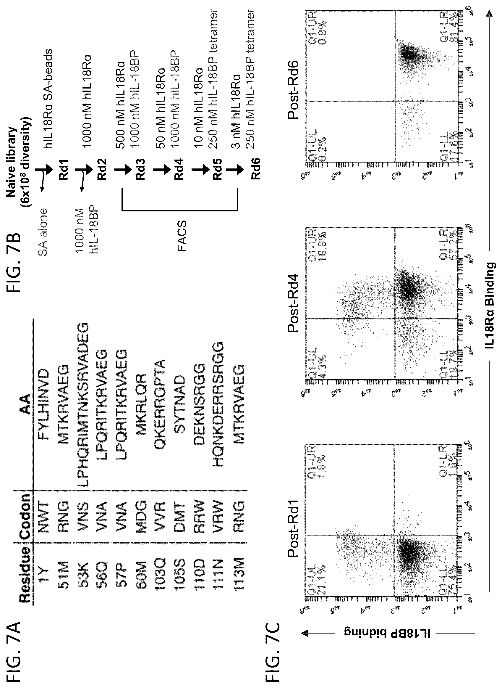 Patent US12403180 Figure 9 – Interleukin-18 variants and methods of use