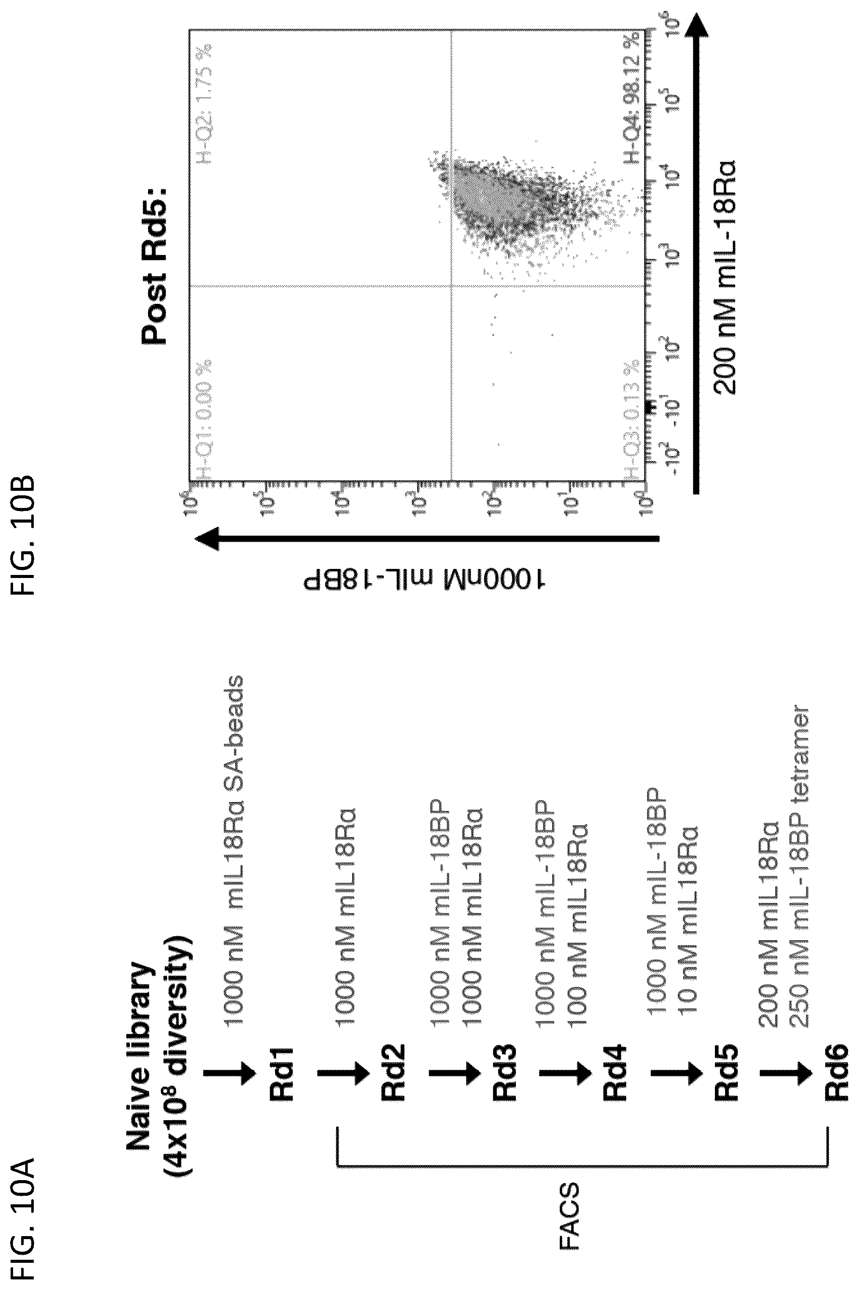 Patent US12403180 Figure 12 – Interleukin-18 variants and methods of use