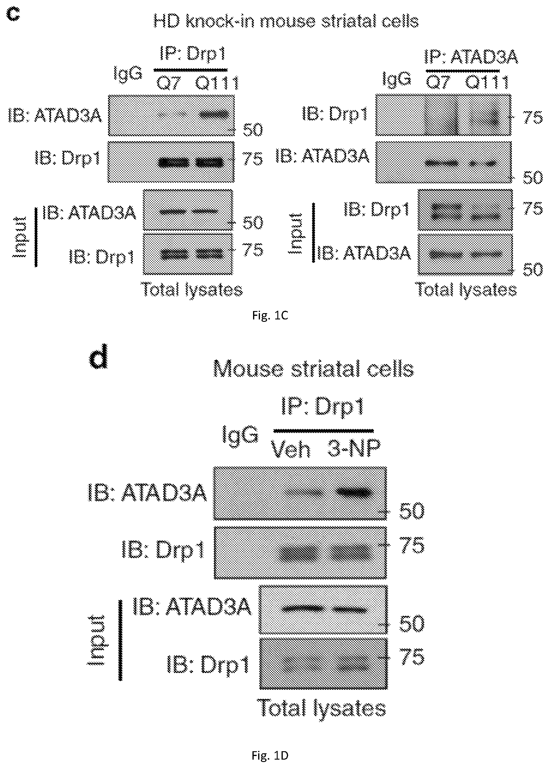 Patent US12403184 Figure 2 – Compositions and methods for treating neurodegenerative disroders