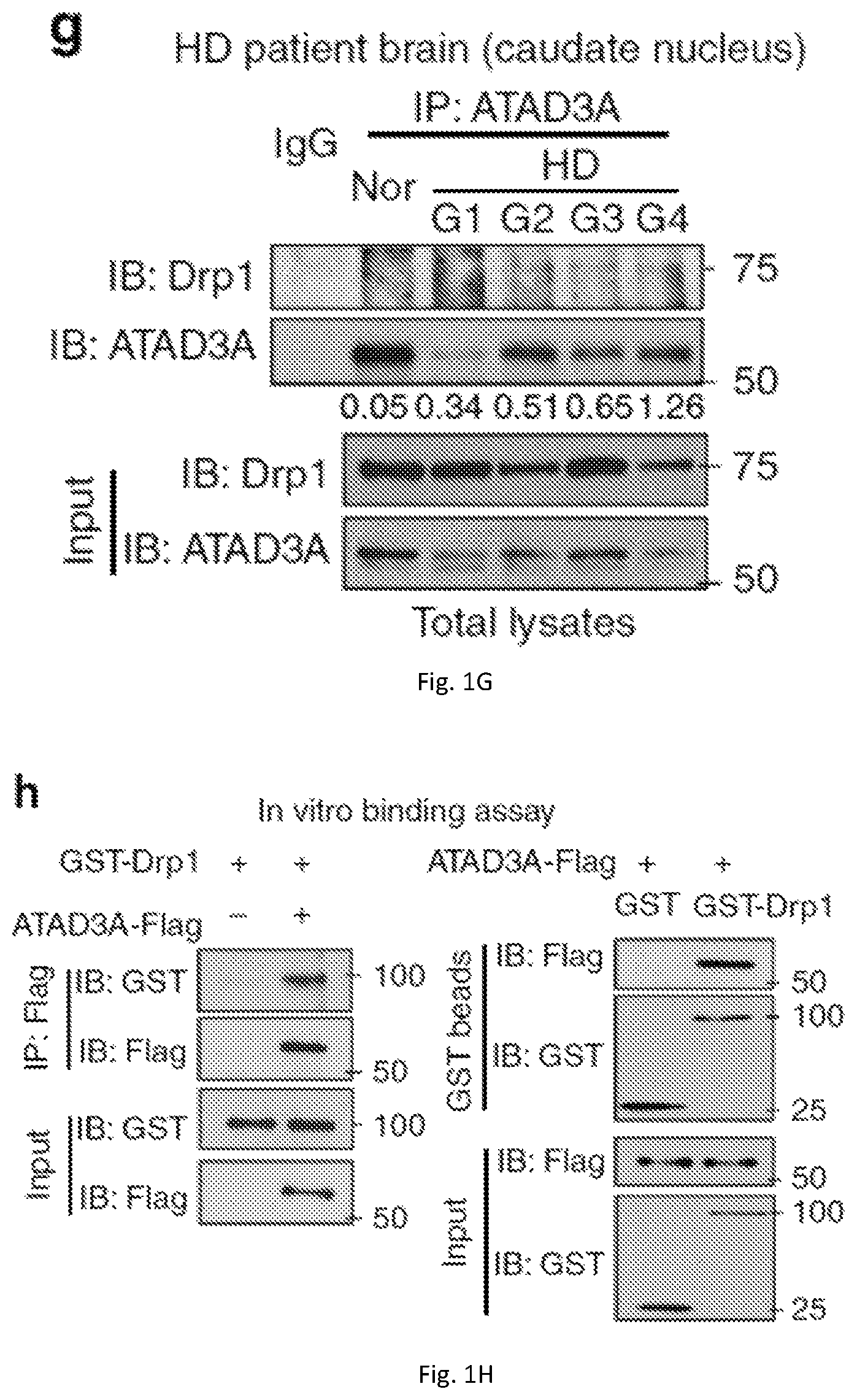 Patent US12403184 Figure 4 – Compositions and methods for treating neurodegenerative disroders
