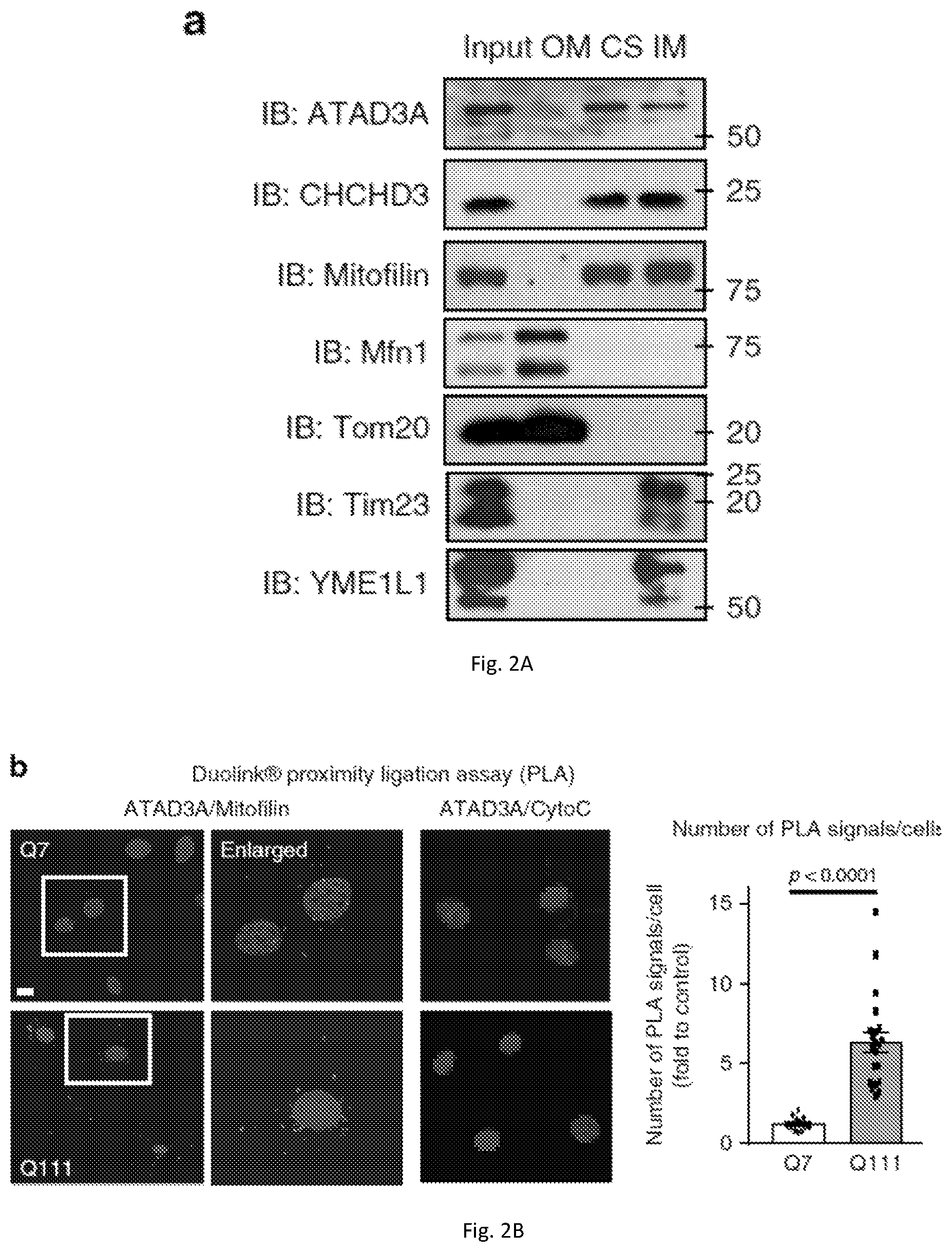 Patent US12403184 Figure 5 – Compositions and methods for treating neurodegenerative disroders