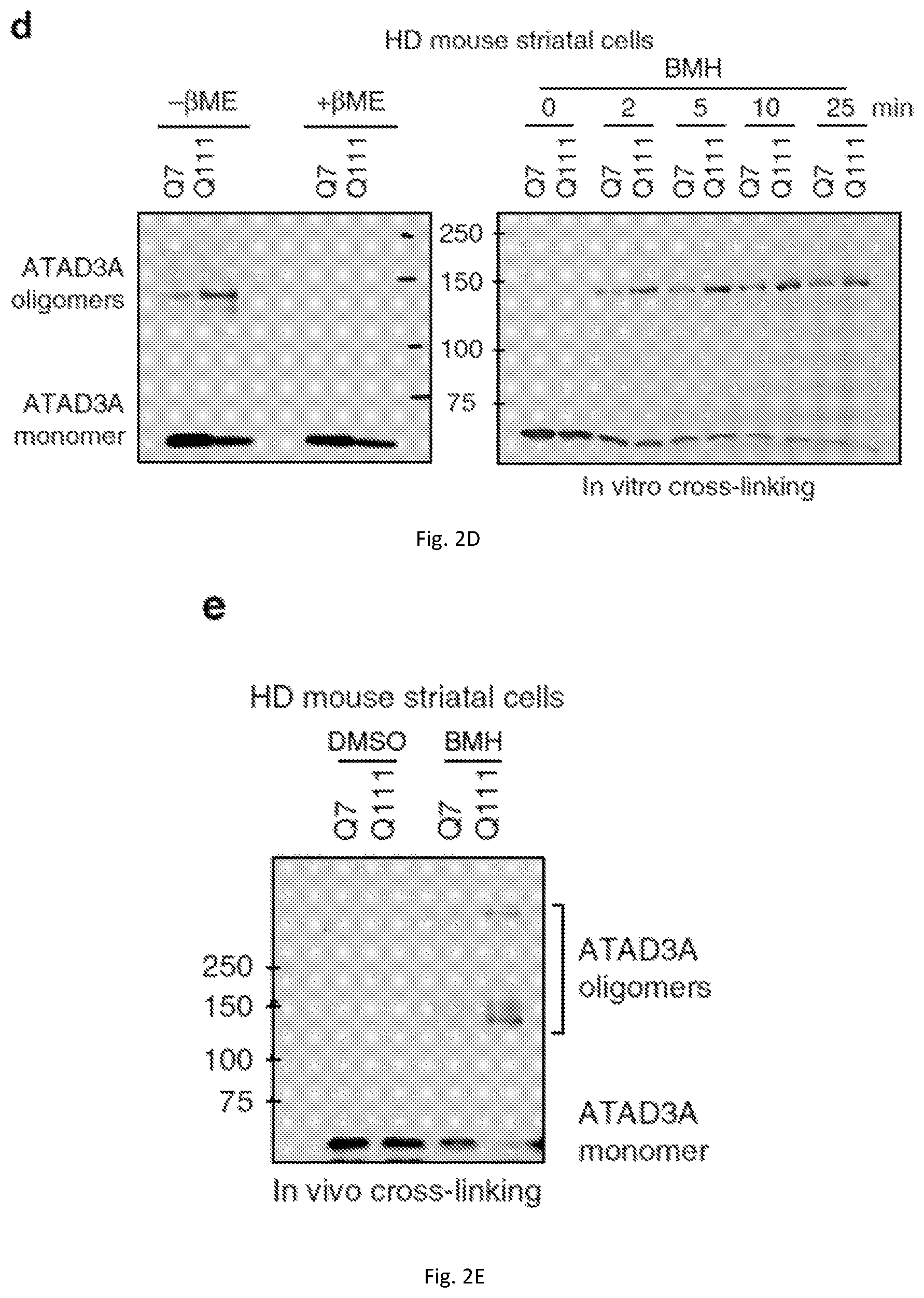 Patent US12403184 Figure 7 – Compositions and methods for treating neurodegenerative disroders