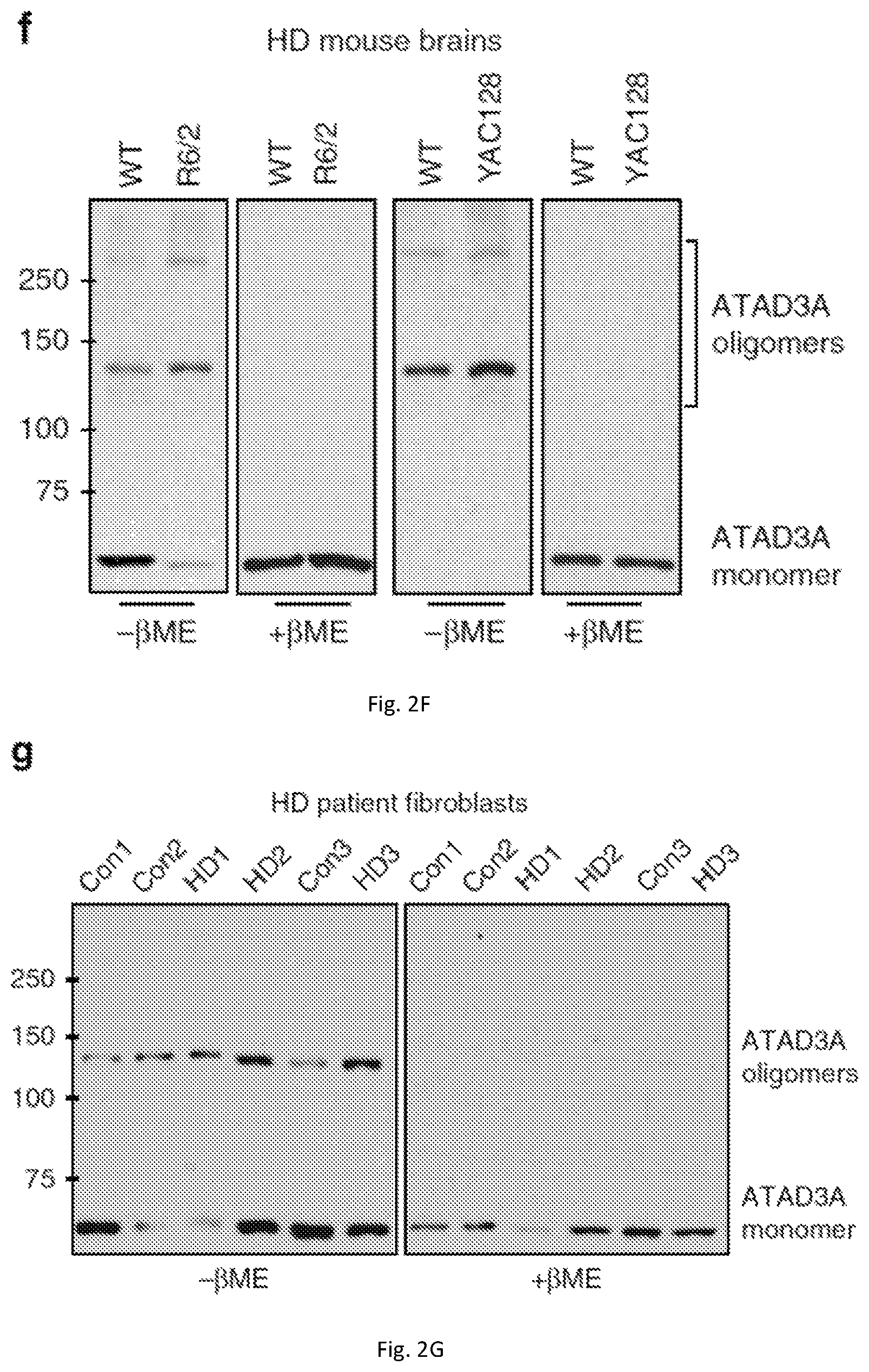 Patent US12403184 Figure 8 – Compositions and methods for treating neurodegenerative disroders