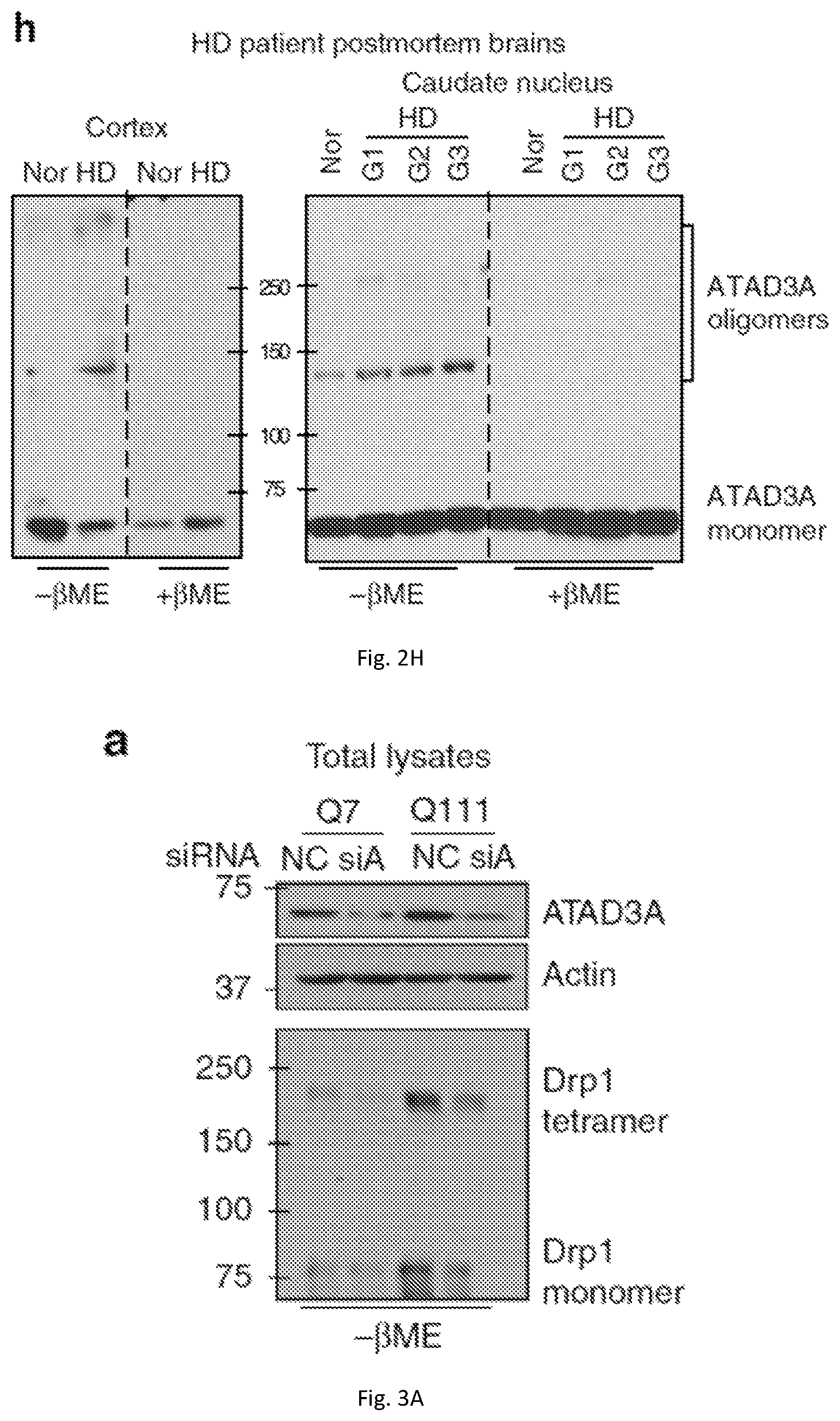 Patent US12403184 Figure 9 – Compositions and methods for treating neurodegenerative disroders