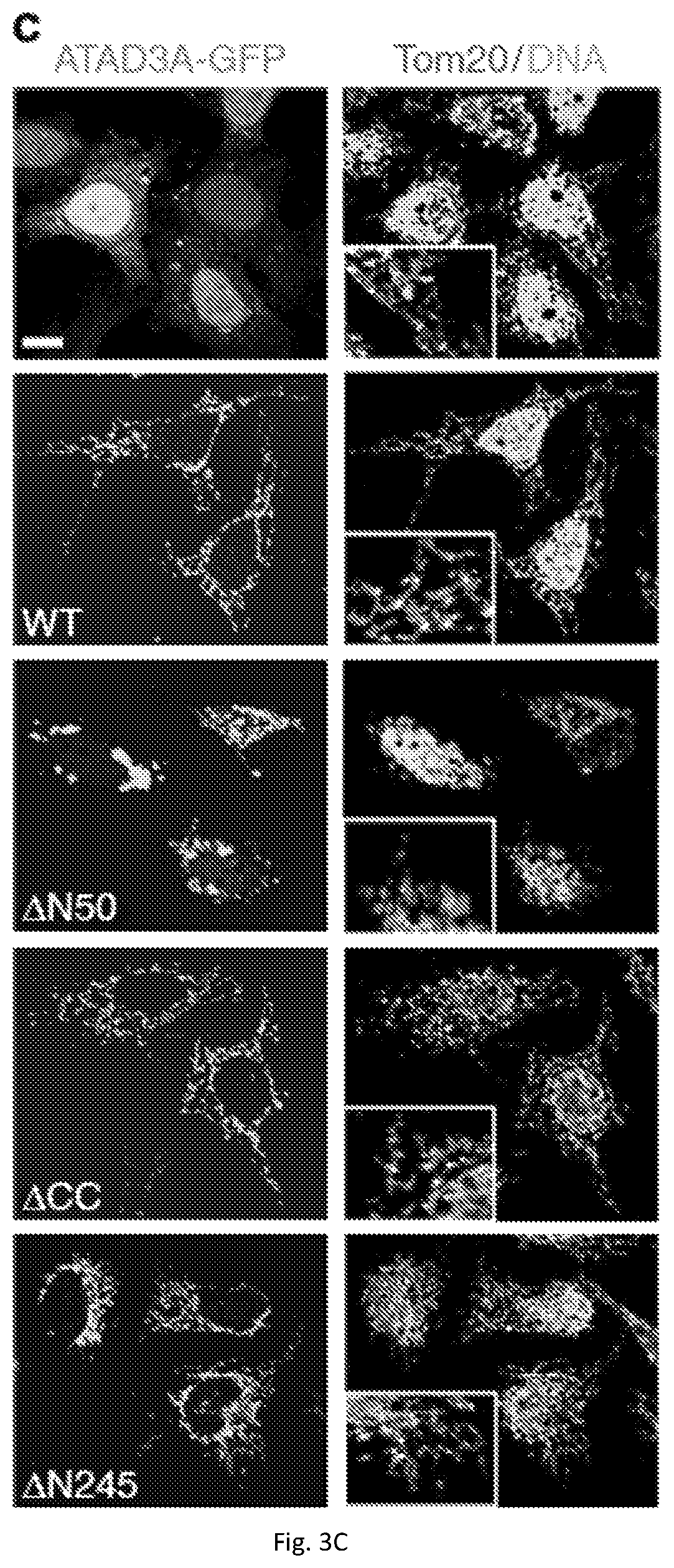 Patent US12403184 Figure 11 – Compositions and methods for treating neurodegenerative disroders