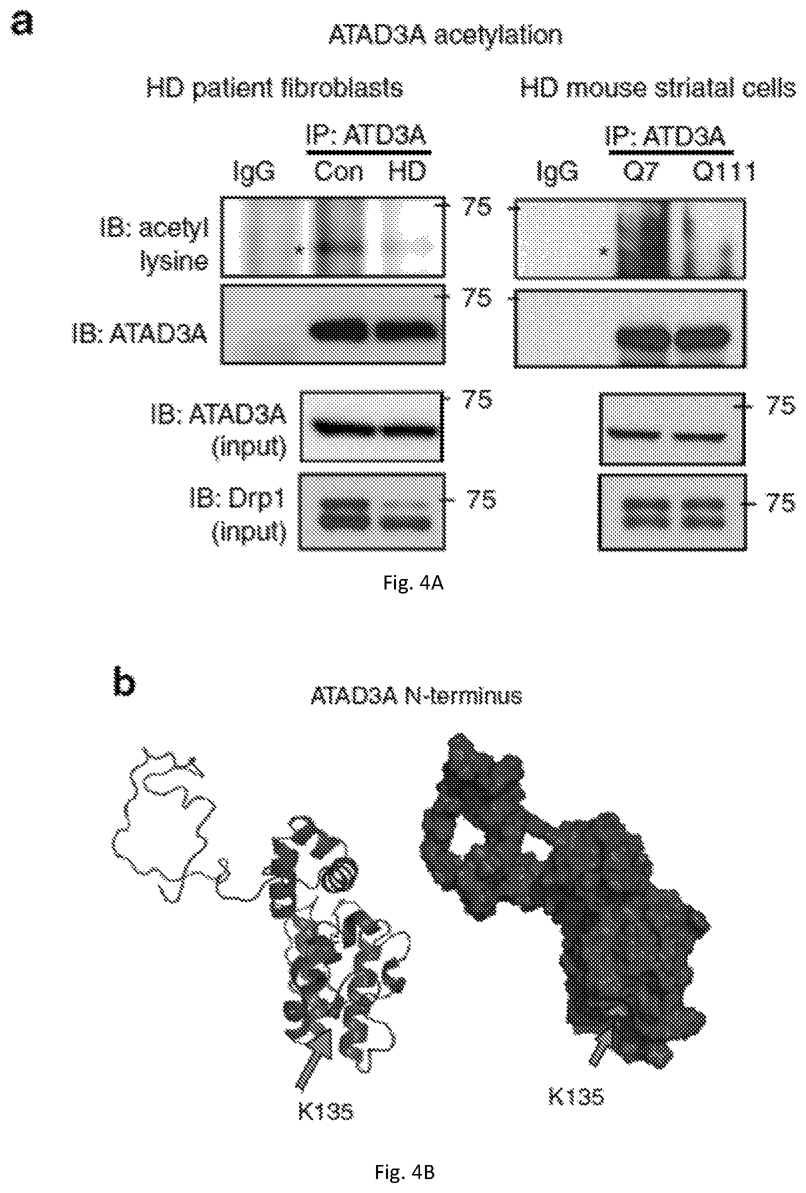 Patent US12403184 Figure 14 – Compositions and methods for treating neurodegenerative disroders