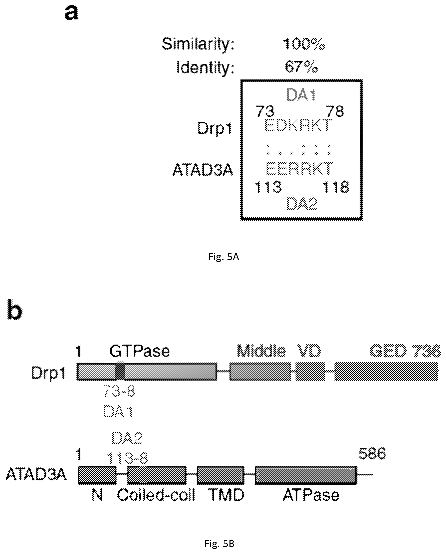 Patent US12403184 Figure 19 – Compositions and methods for treating neurodegenerative disroders