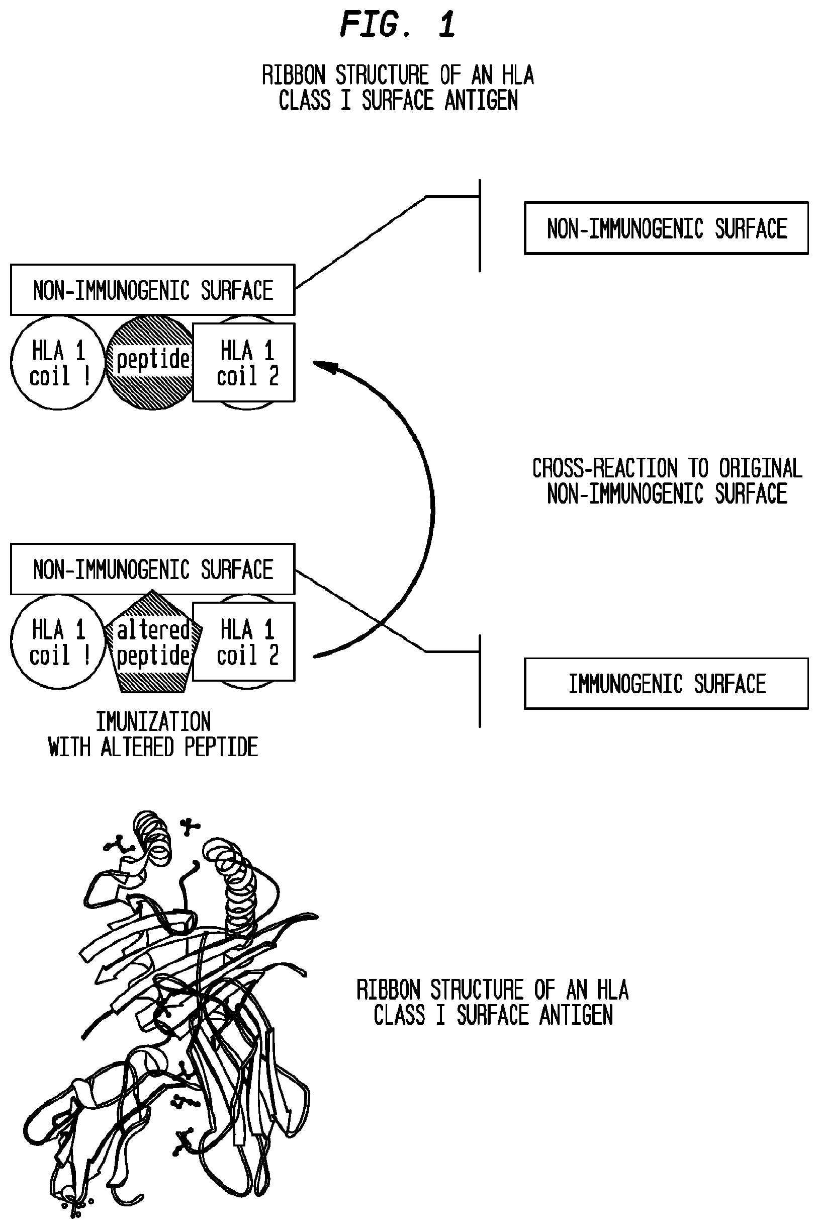 Patent US12403186 Figure 1 – Allogeneic tumor cell vaccine