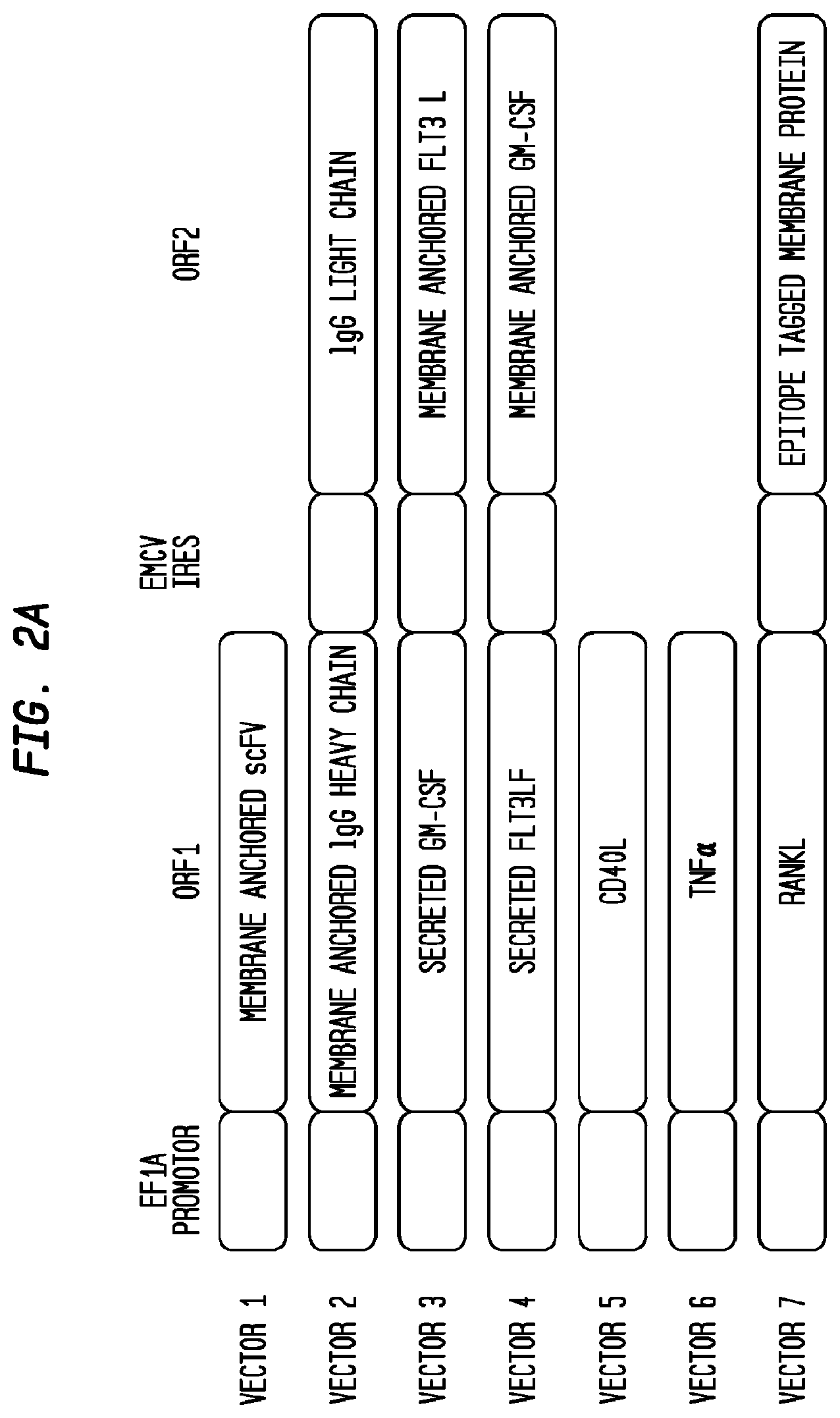 Patent US12403186 Figure 2 – Allogeneic tumor cell vaccine