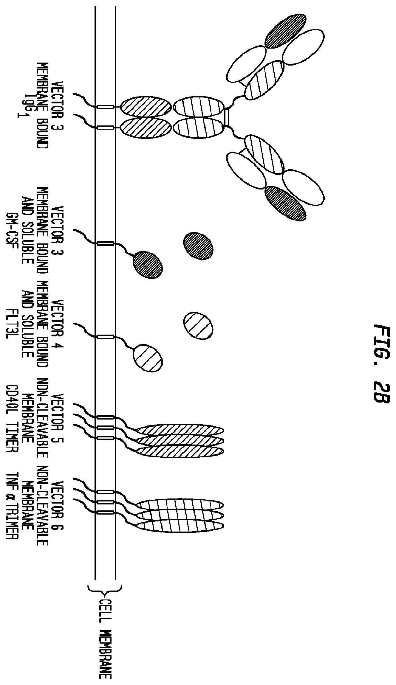 Patent US12403186 Figure 3 – Allogeneic tumor cell vaccine