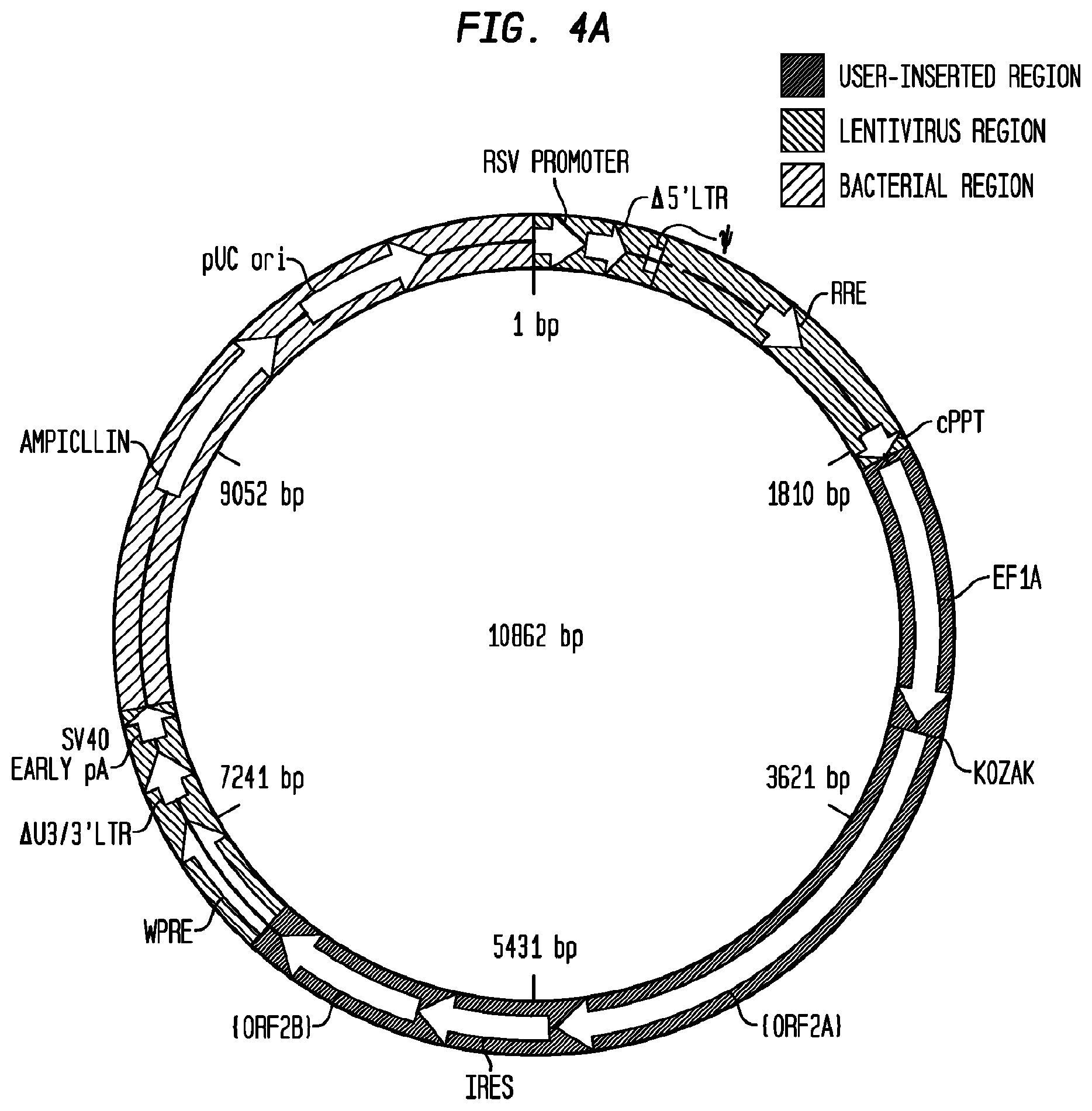 Patent US12403186 Figure 8 – Allogeneic tumor cell vaccine