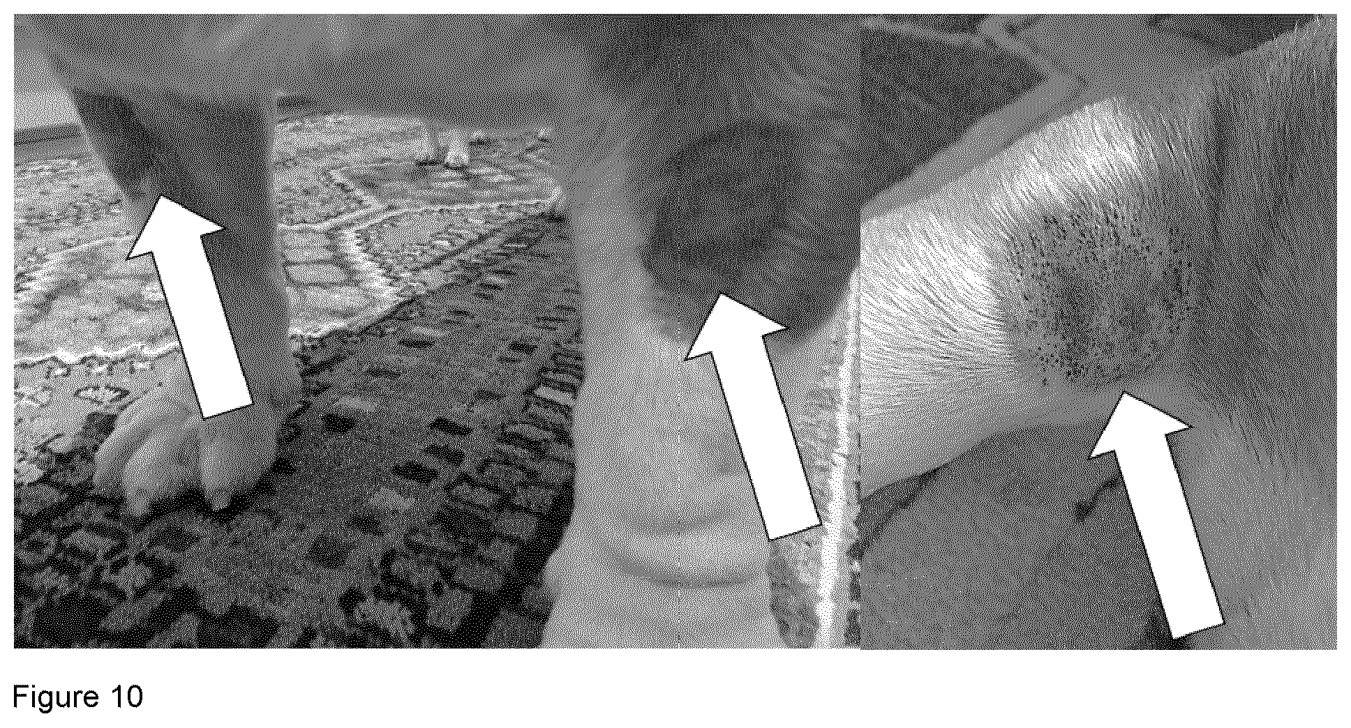 Patent US12403187 Figure 9 – Bacterial vaccine