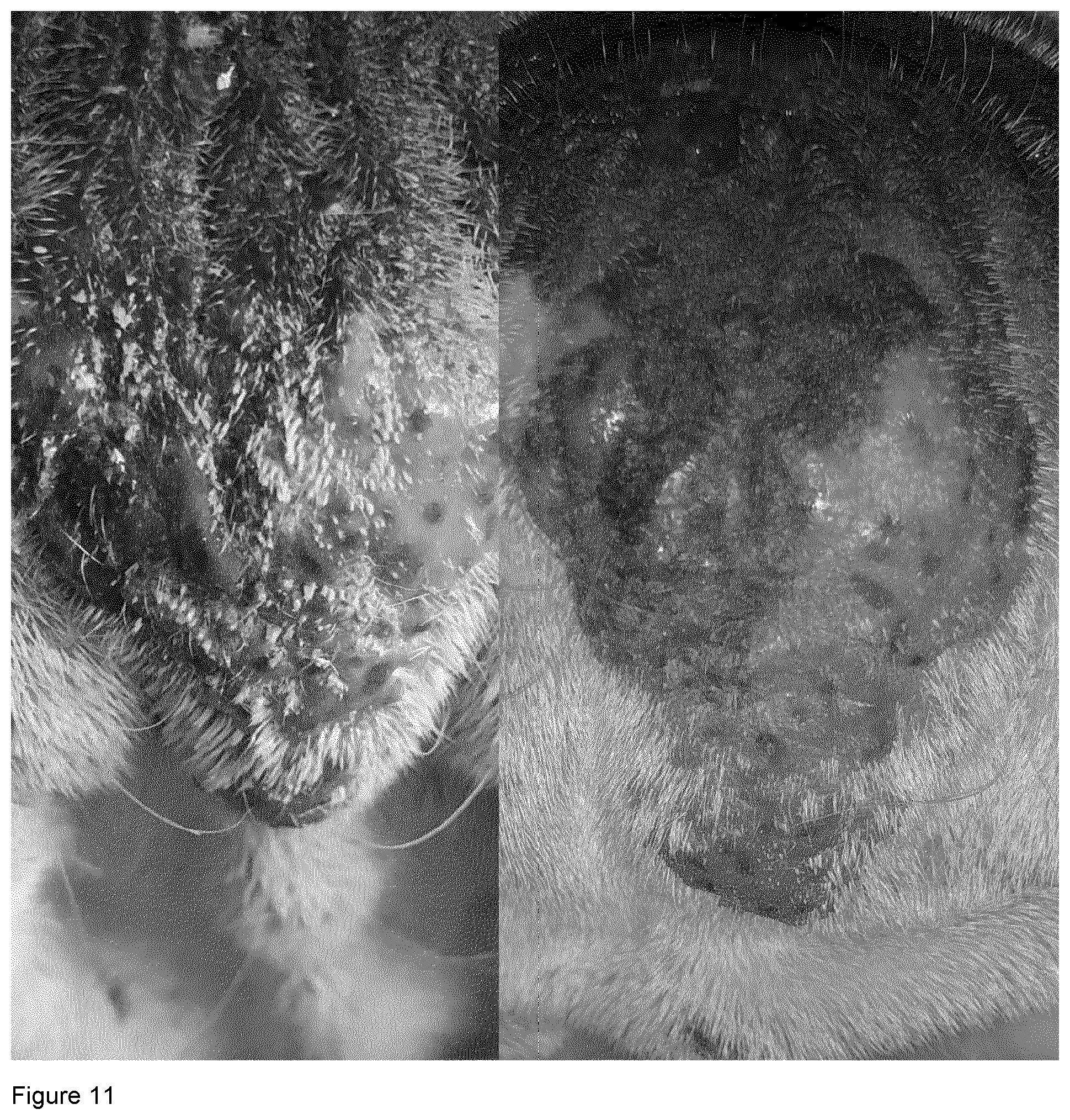 Patent US12403187 Figure 10 – Bacterial vaccine