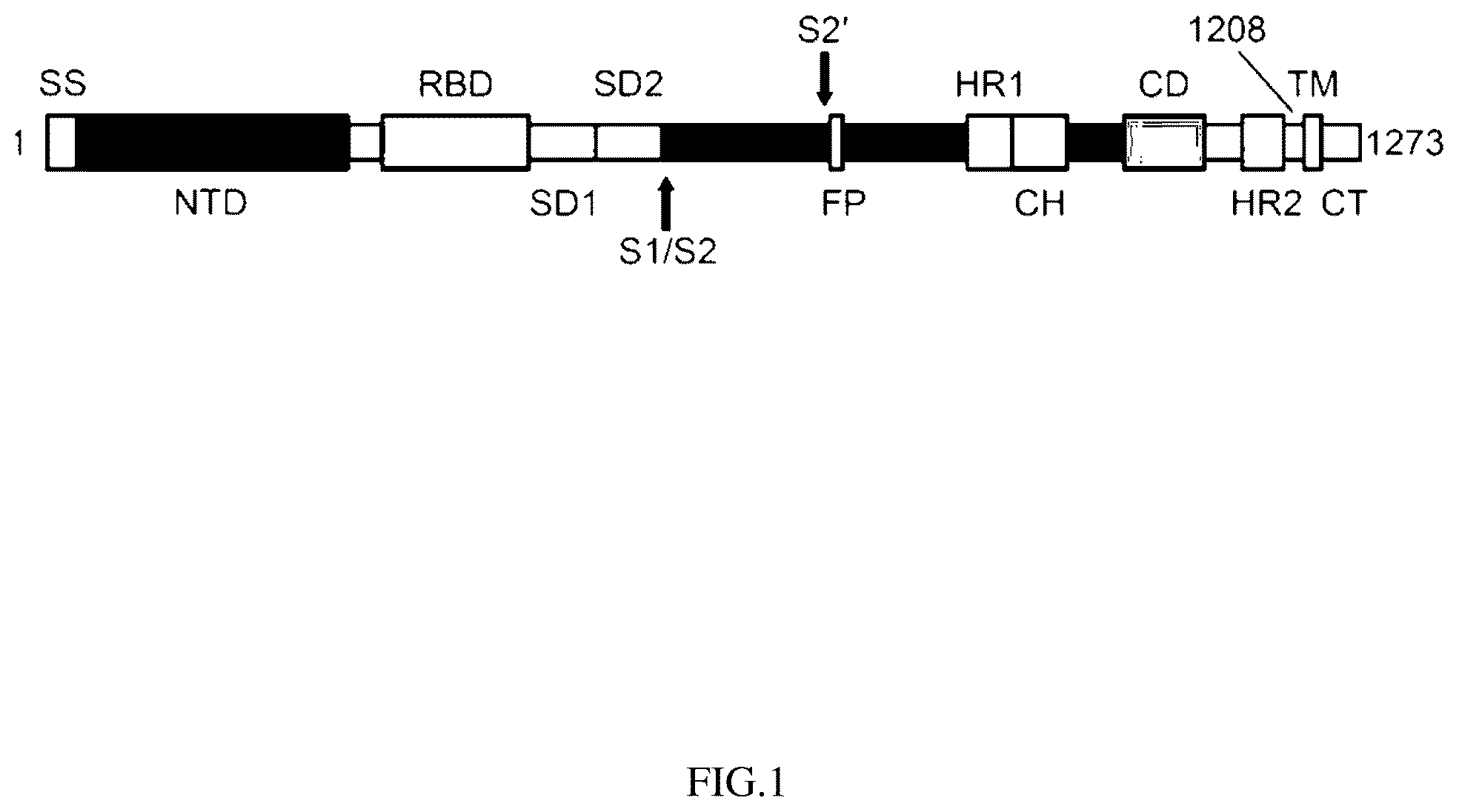 Patent US12403190 — Coronavirus vaccine and methods of use thereof — Figure 1