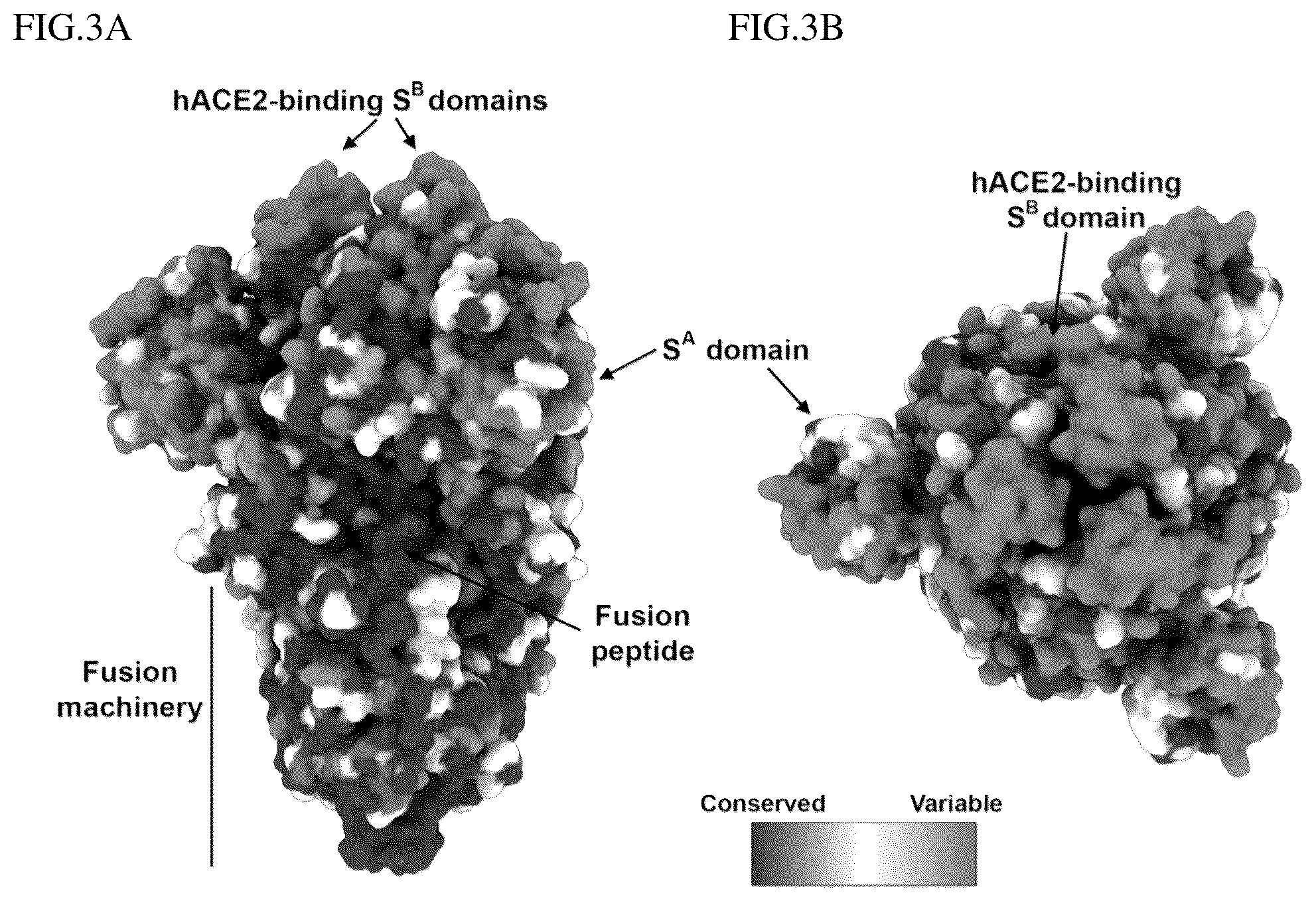 Patent US12403190 Figure 3 – Coronavirus vaccine and methods of use thereof