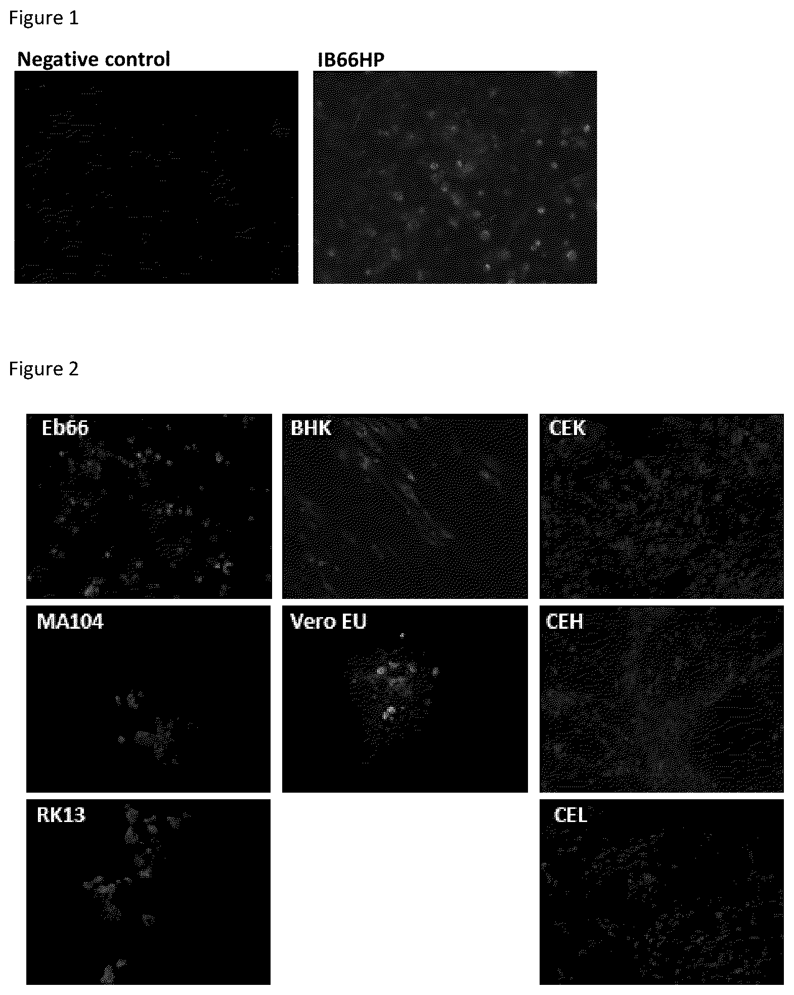Patent US12403191 Figure 1 – Attenuated IBV with extended cell culture and tissue tropism