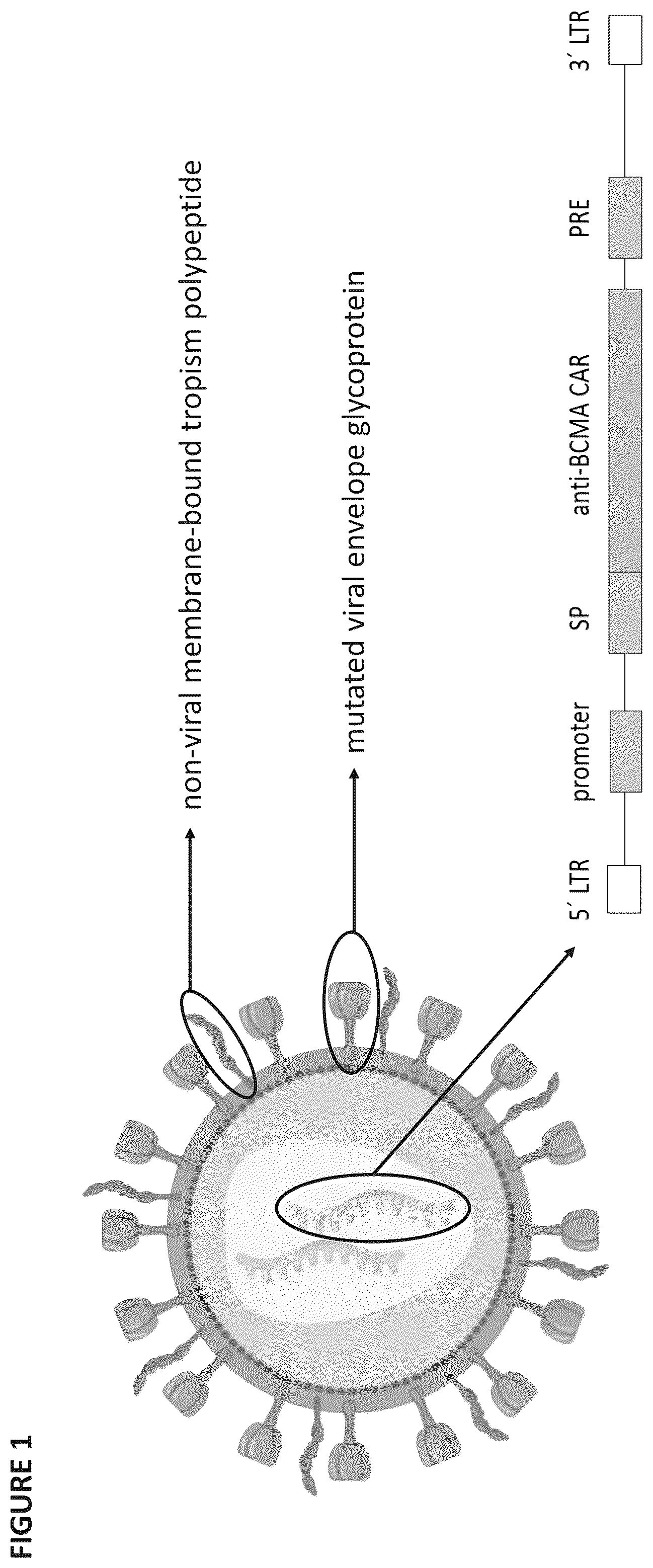 Patent US12403194 Figure 1 – Compositions for treating cancer