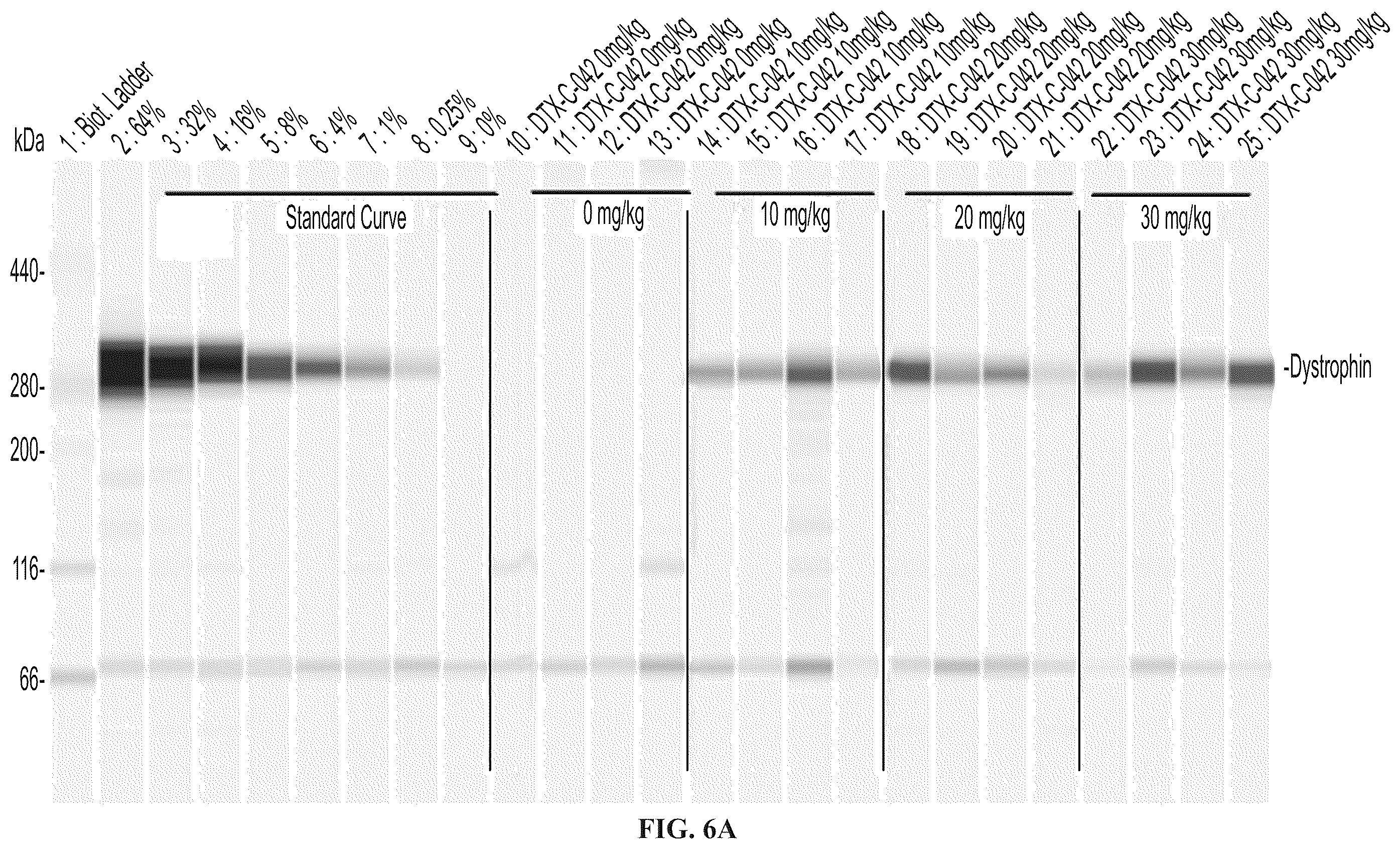 Patent US12403203 Figure 7 – Muscle targeting complexes and uses thereof for treating dystrophinopathies