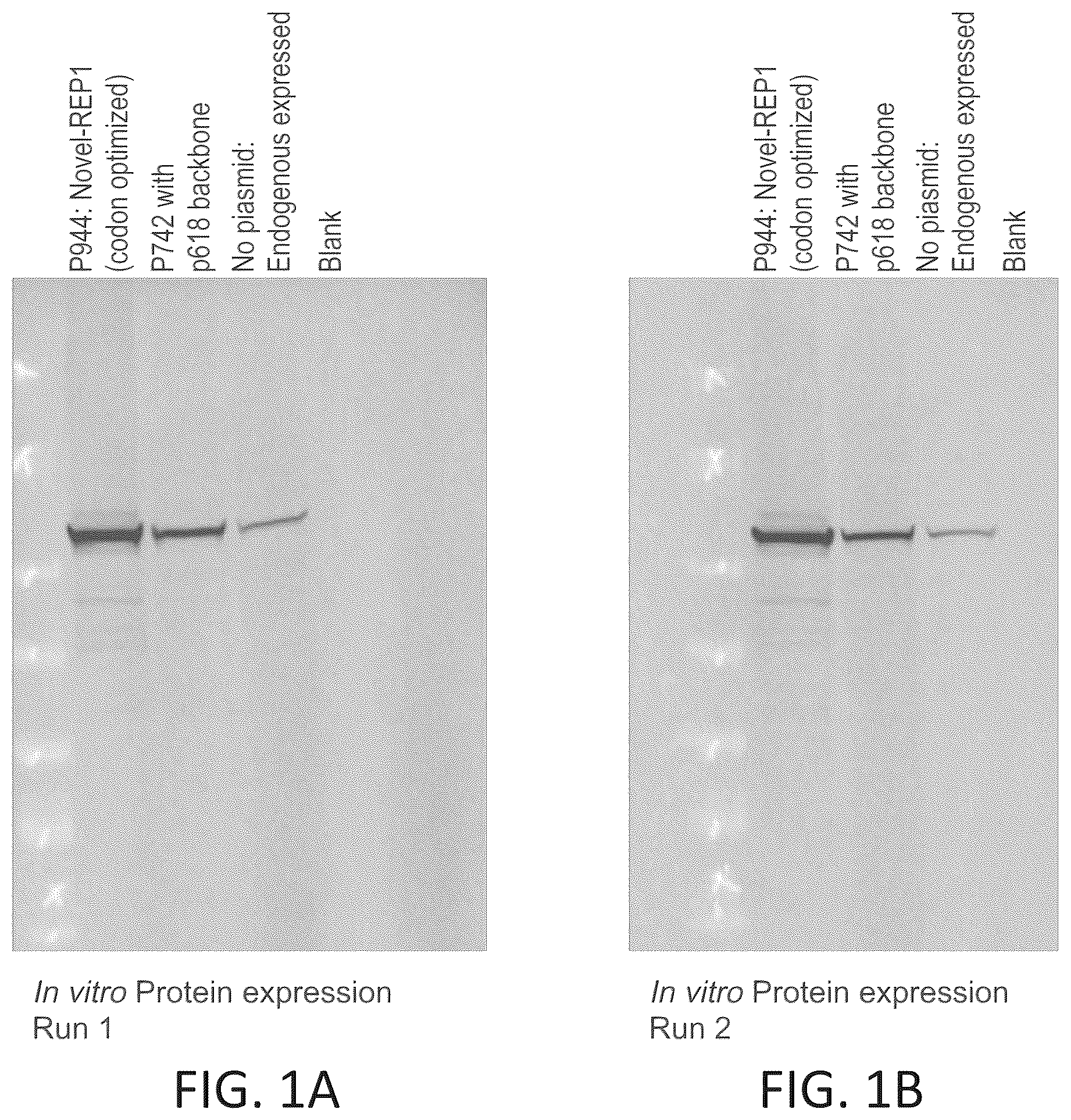 Patent US12403204 Figure 1 – Gene therapy for ocular disorders