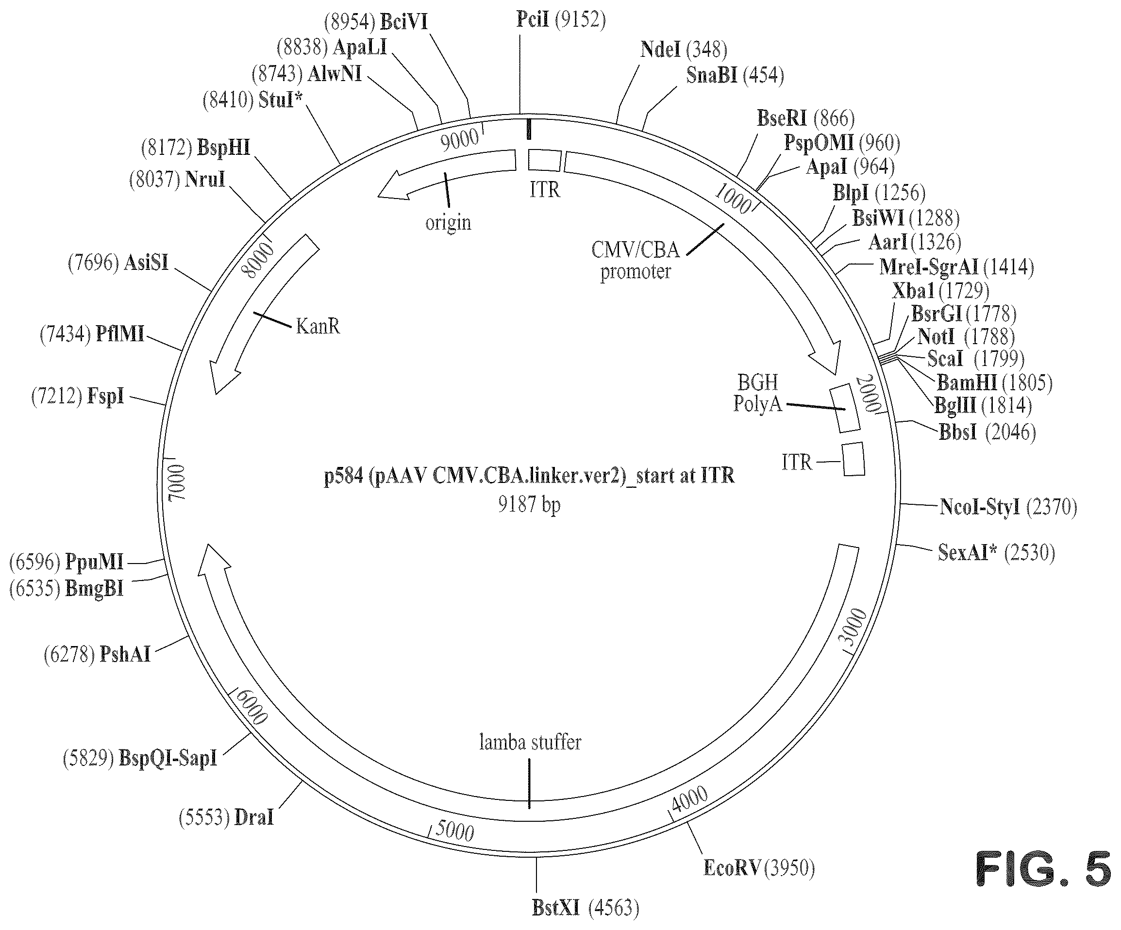 Patent US12403204 Figure 20 – Gene therapy for ocular disorders
