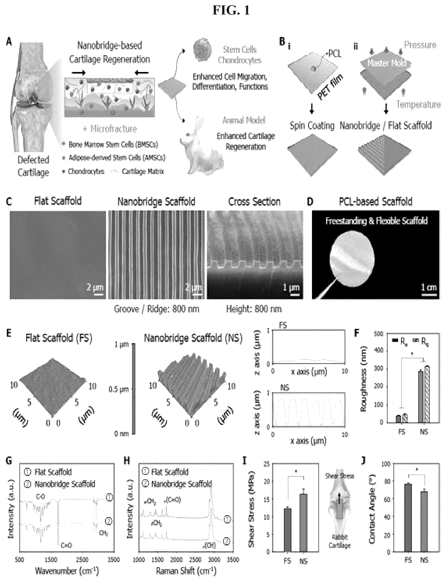 Patent US12403220 Figure 1 – Scaffolds for cartilage regeneration and method for treatment of cartilage defects using the same