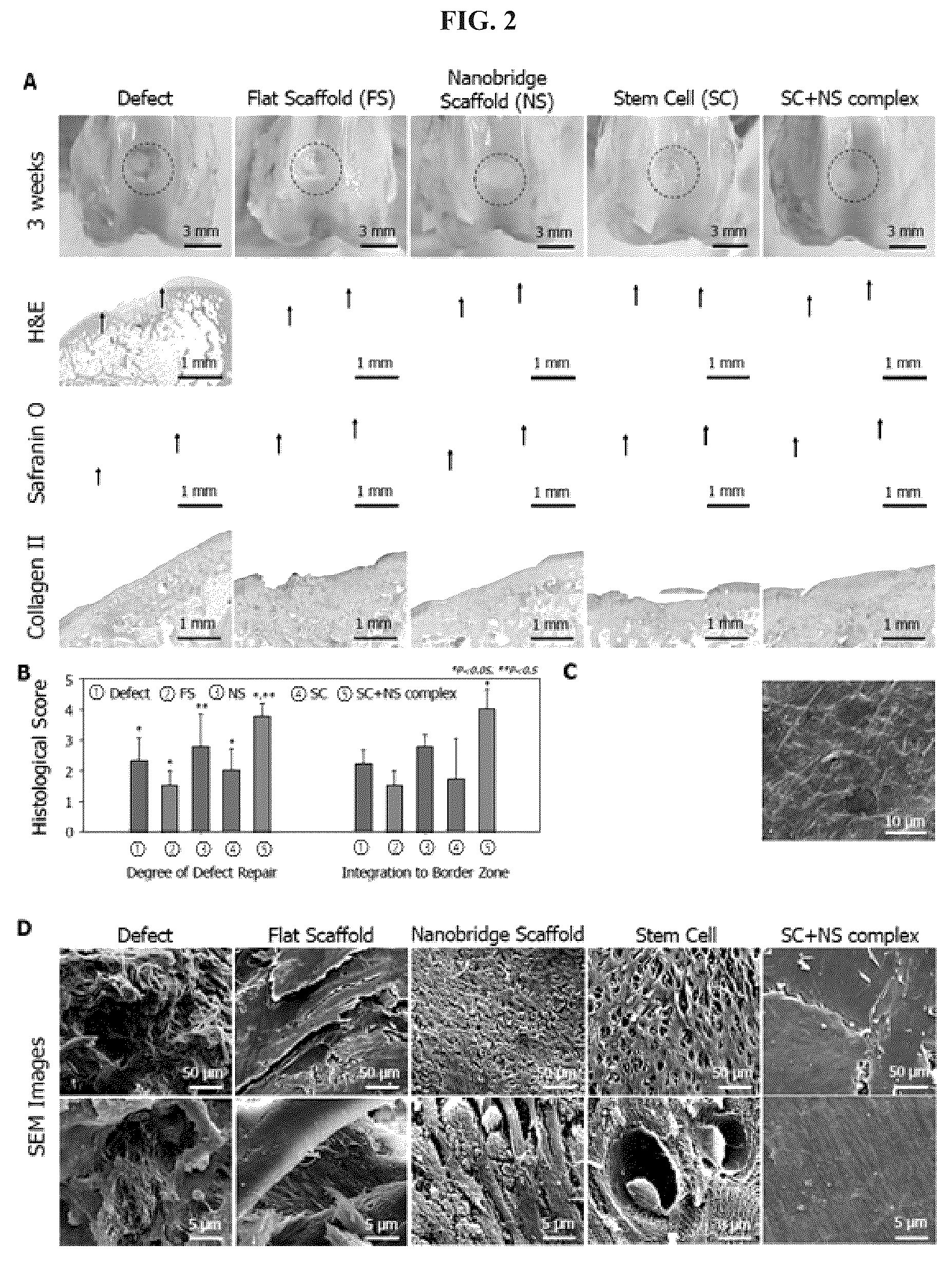 Patent US12403220 Figure 2 – Scaffolds for cartilage regeneration and method for treatment of cartilage defects using the same