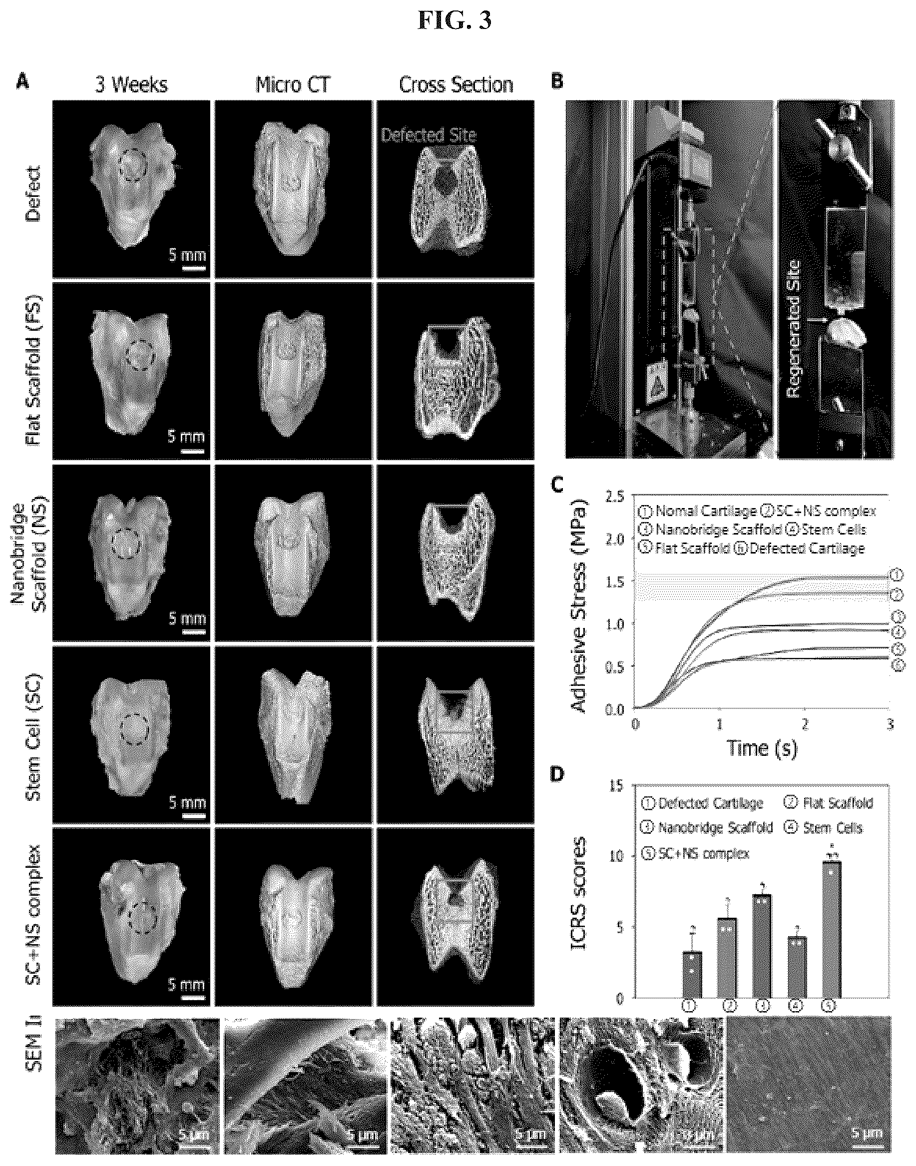 Patent US12403220 Figure 3 – Scaffolds for cartilage regeneration and method for treatment of cartilage defects using the same